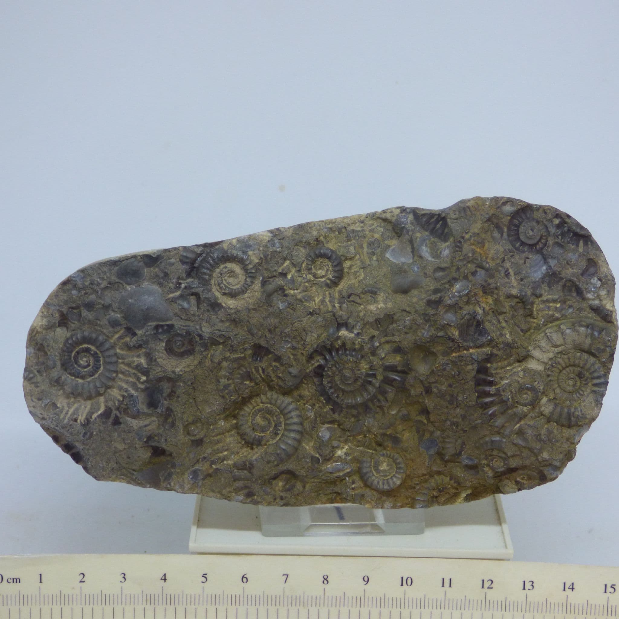 Fossil Ammonite Group Arnioceras Semicostatum in Nodule Whitby UK