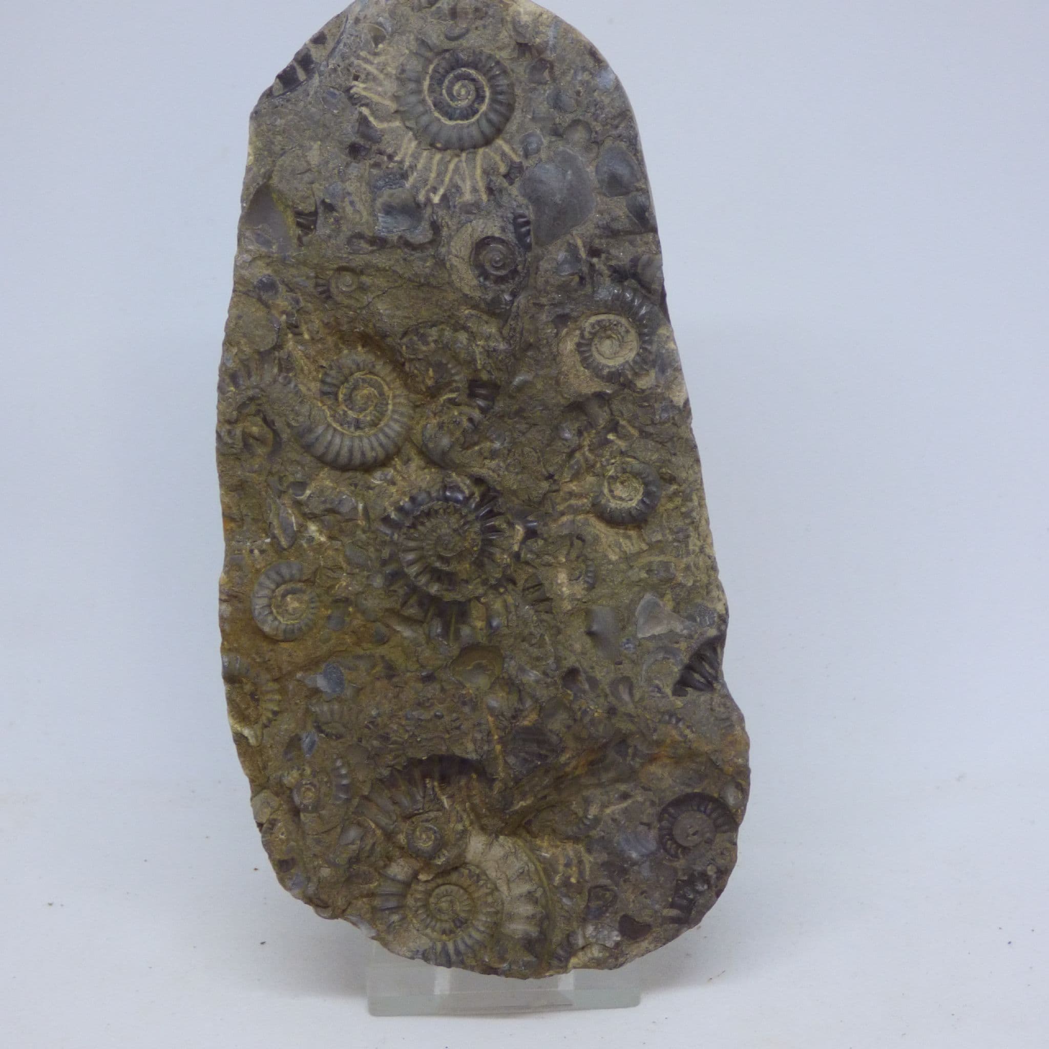 Fossil Ammonite Group Arnioceras Semicostatum in Nodule Whitby UK