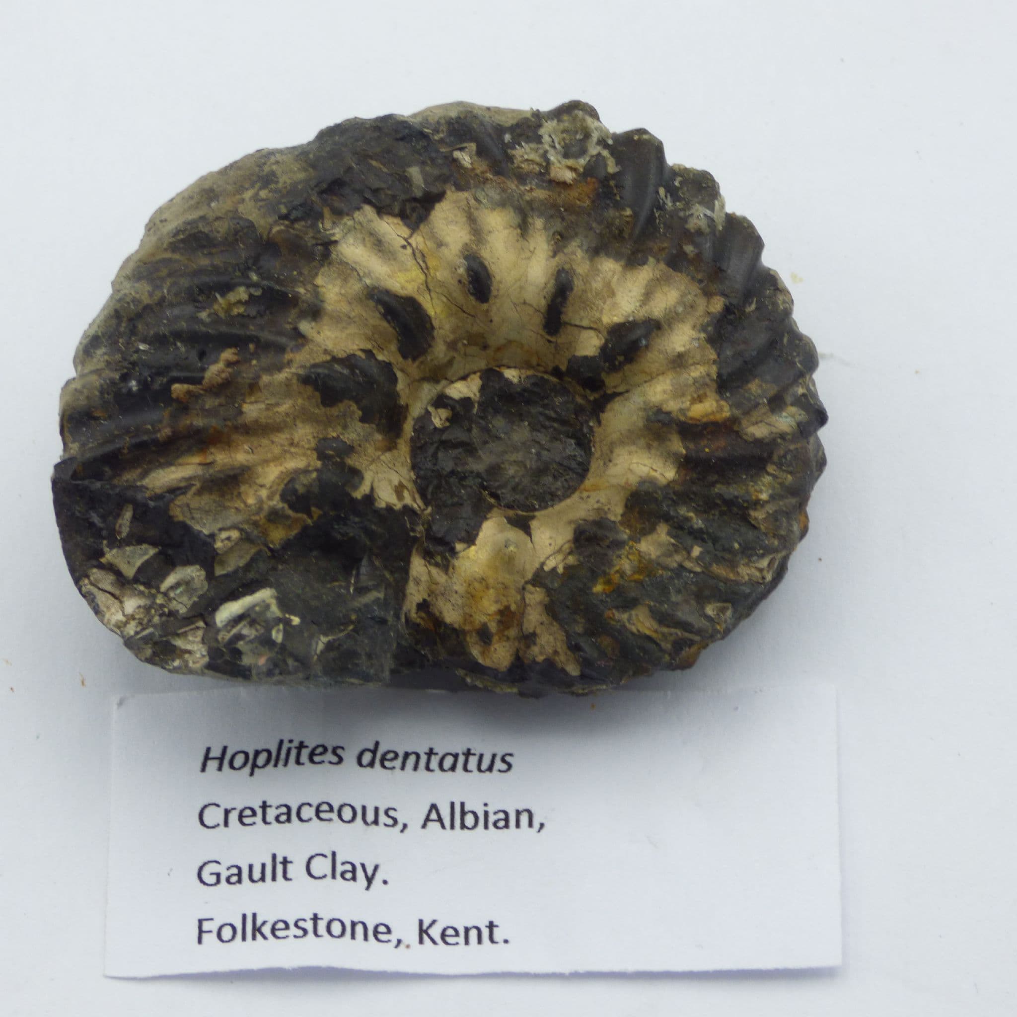 Fossil Ammonite Hoplites Dentatus Kent UK  with  Stand