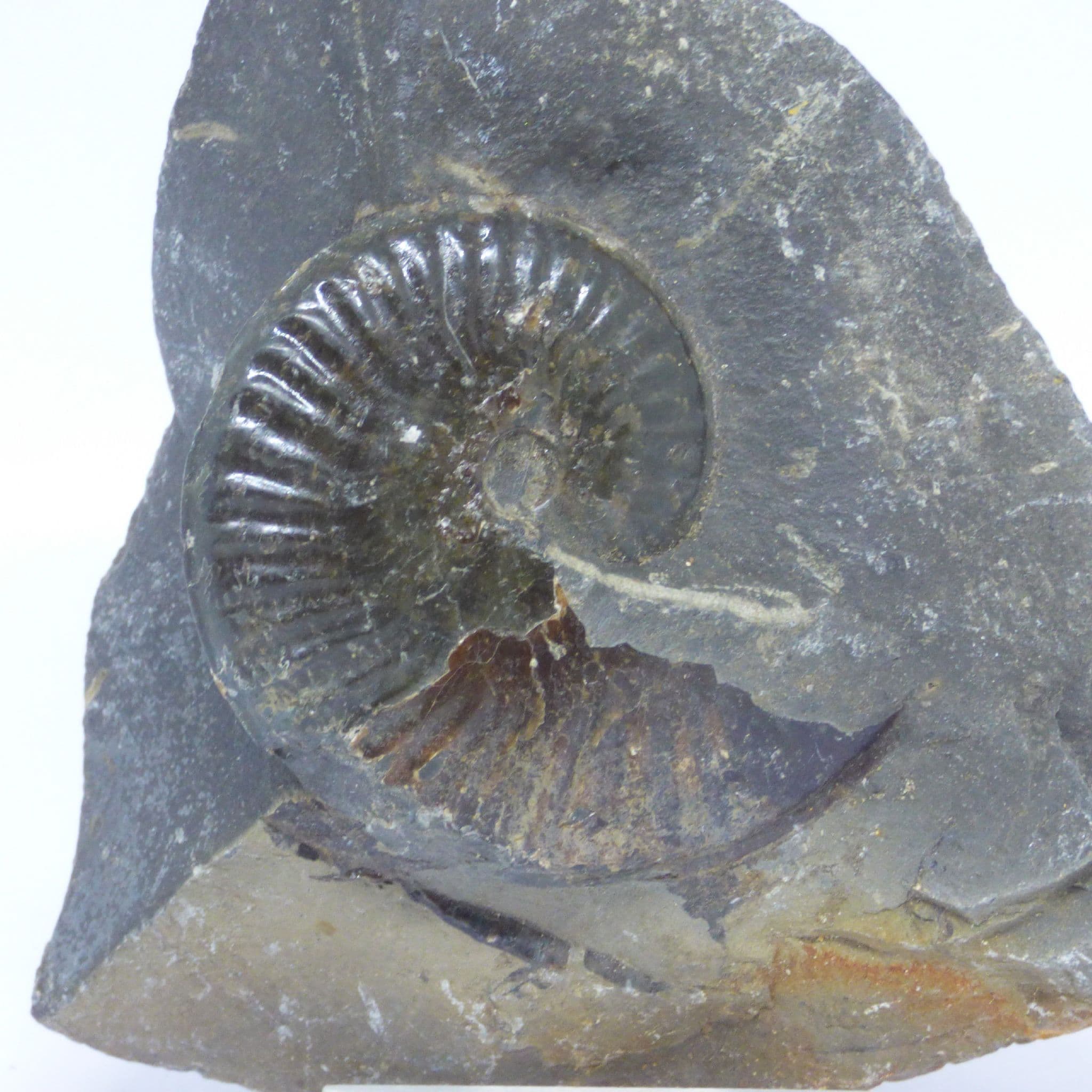 Fossil Ammonite in  Nodule Pseudolioceras Lythense Whitby UK  with display stand