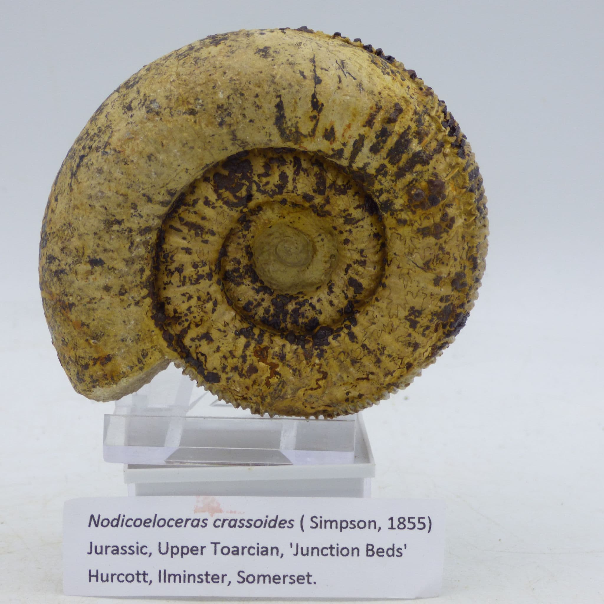 Fossil Ammonite Nodicoeloceras Crassoides Illminster  Somerset  England