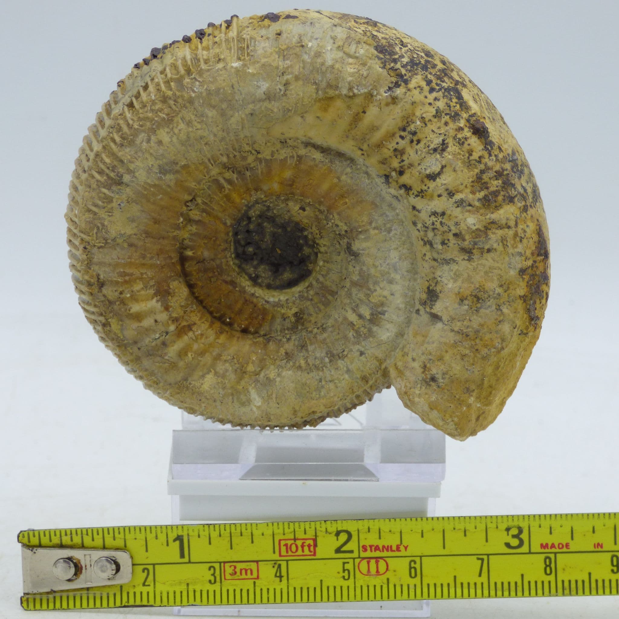 Fossil Ammonite Nodicoeloceras Crassoides Illminster  Somerset  England