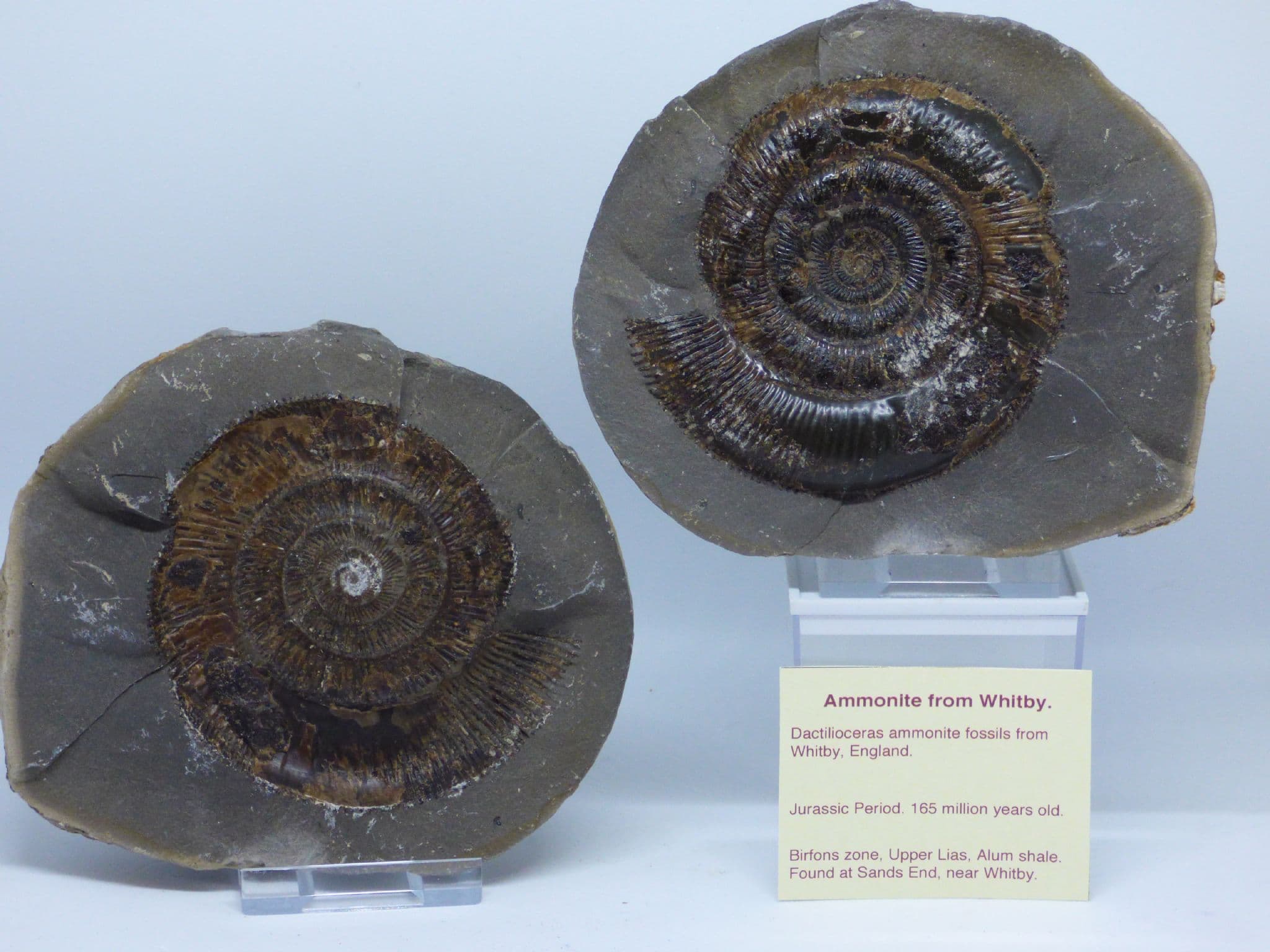 Fossil Ammonite Nodule .Whitby Dactyloceras .Yorkshire .Positive  + Negative