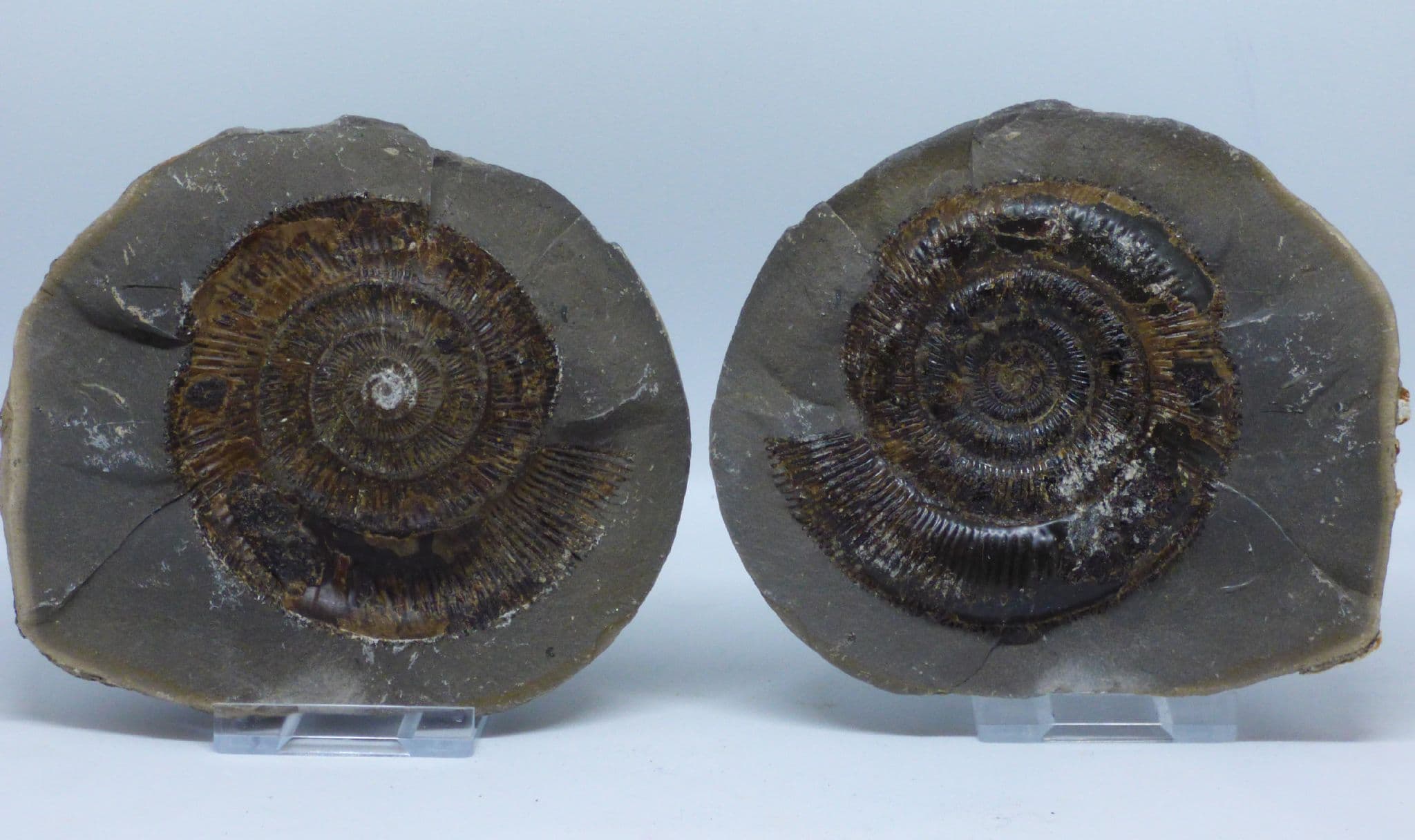 Fossil Ammonite Nodule .Whitby Dactyloceras .Yorkshire .Positive  + Negative