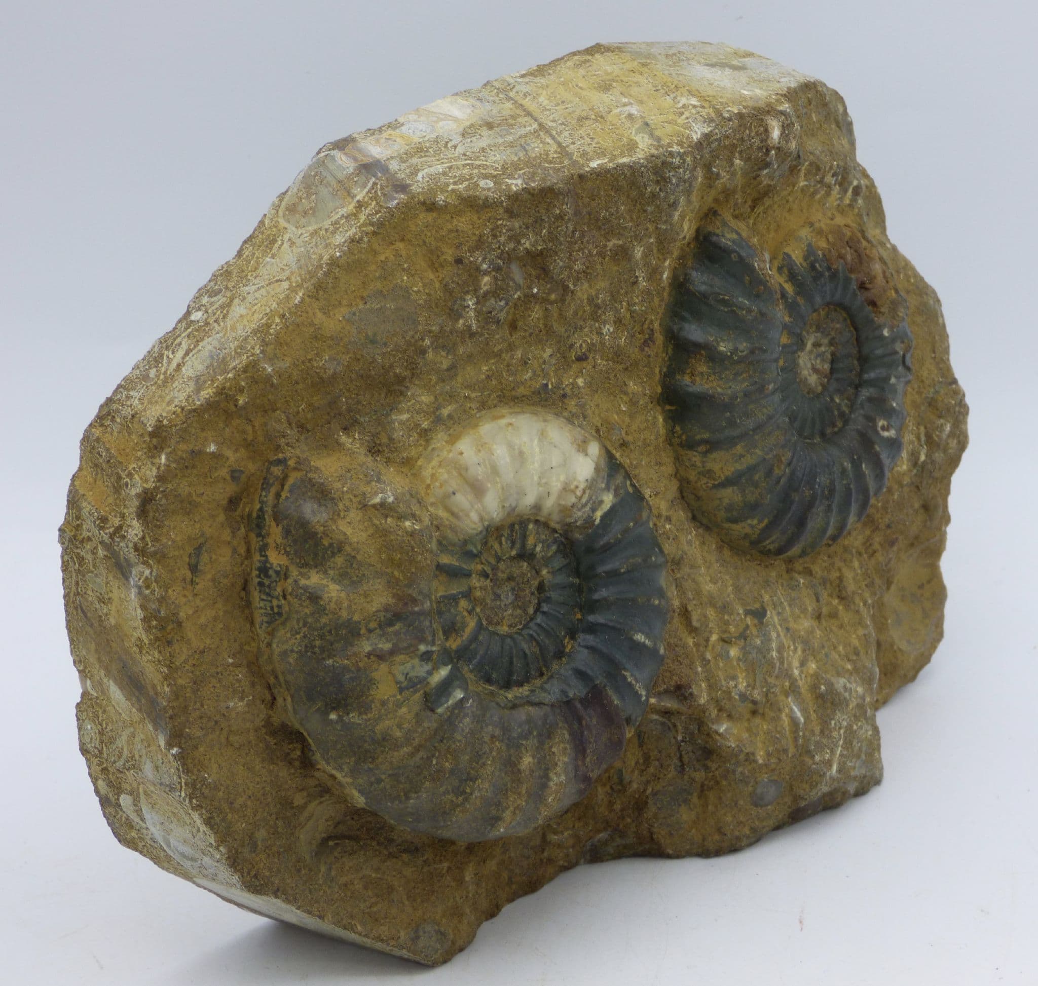 Fossil Ammonite  Pair Aegasteroceras Sagittarium Skunthorpe