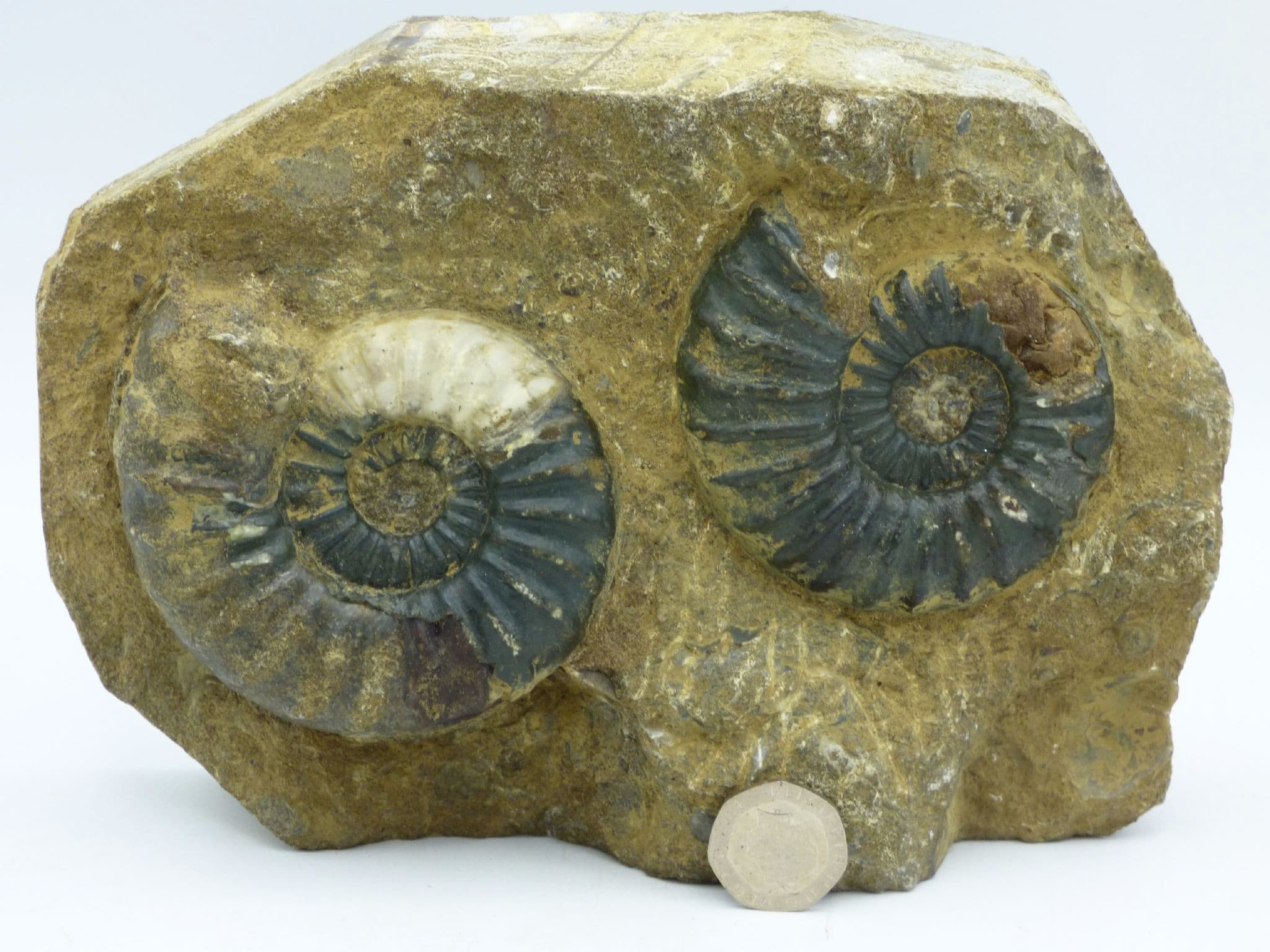 Fossil Ammonite  Pair Aegasteroceras Sagittarium Skunthorpe