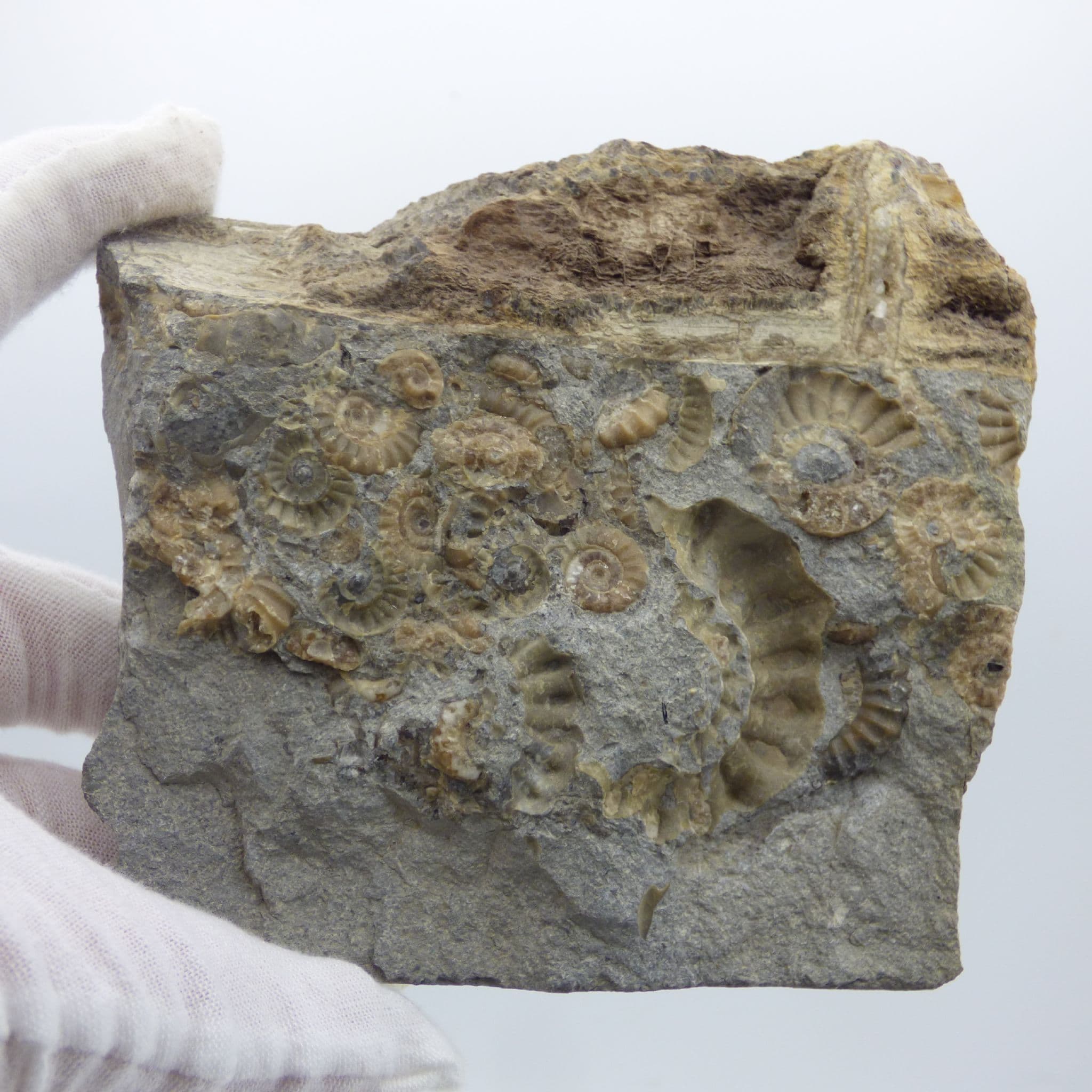 Fossil Ammonite Promicroceras Marstonense + Wood Double Sided Somerset UK