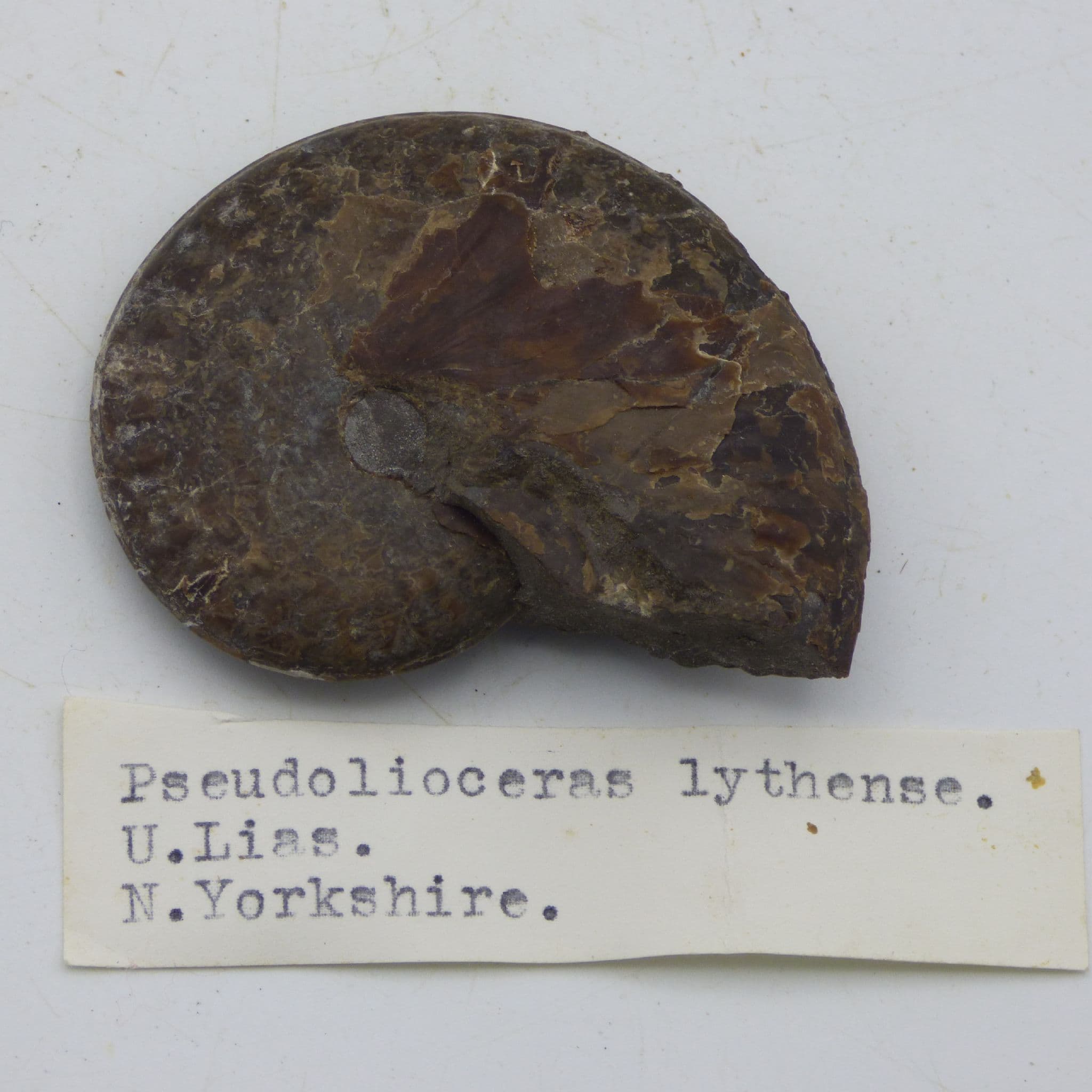 Fossil Ammonite Pseudolioceras Lythense Yorkshire UK