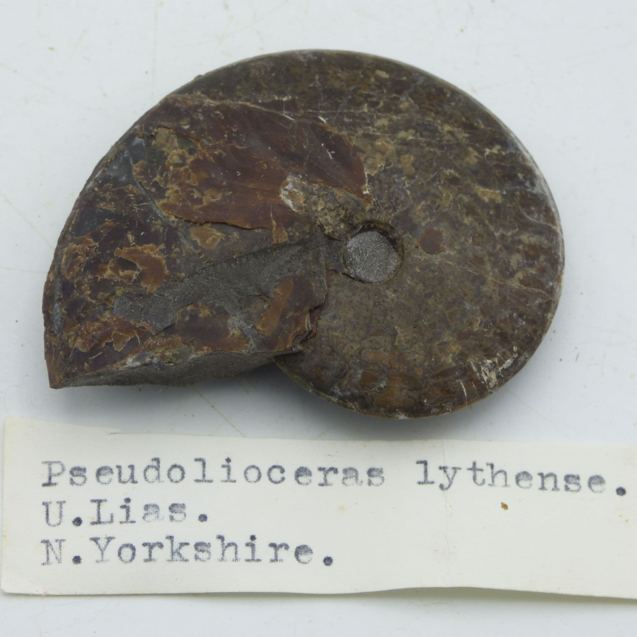 Fossil Ammonite Pseudolioceras Lythense Yorkshire UK