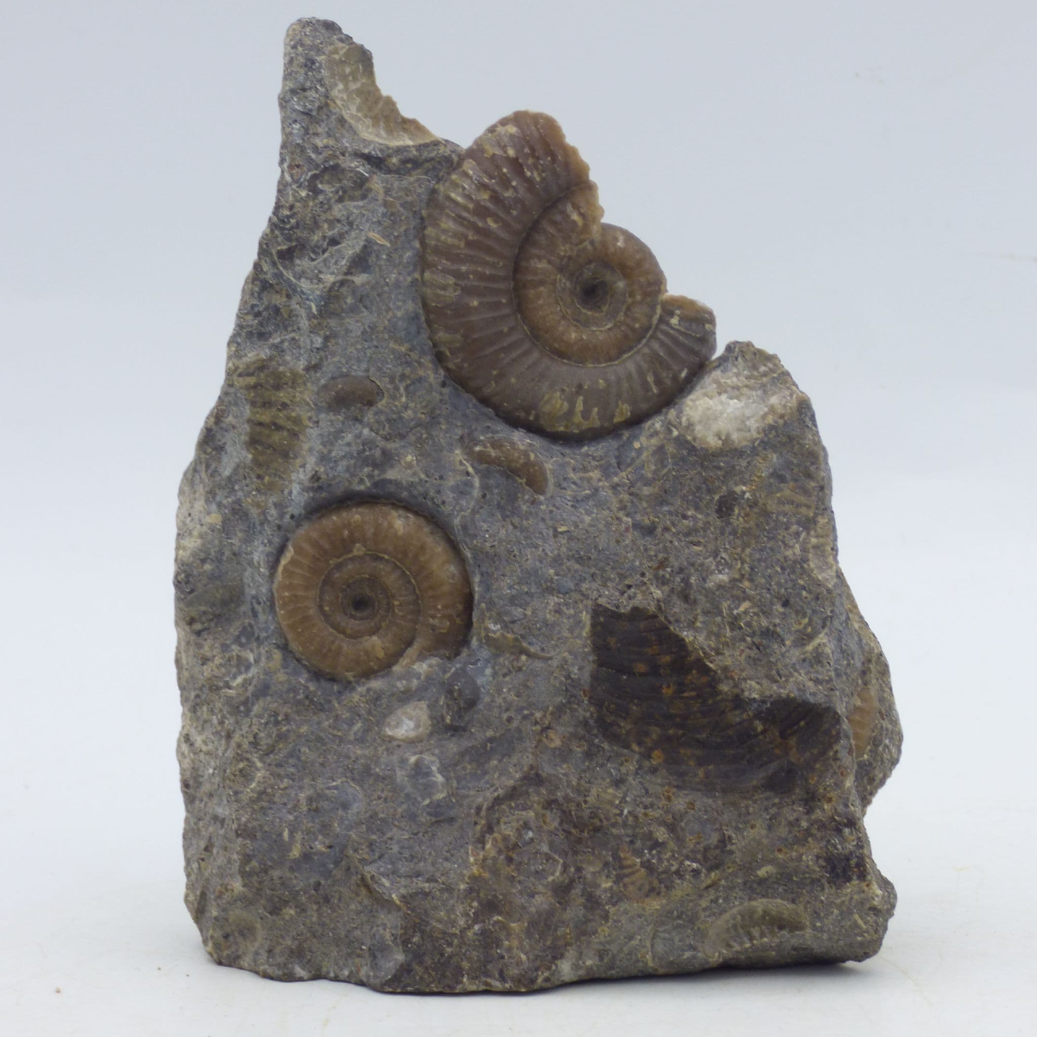 Fossil Ammonites  Dactylioceras Jurassic Skye Scotland