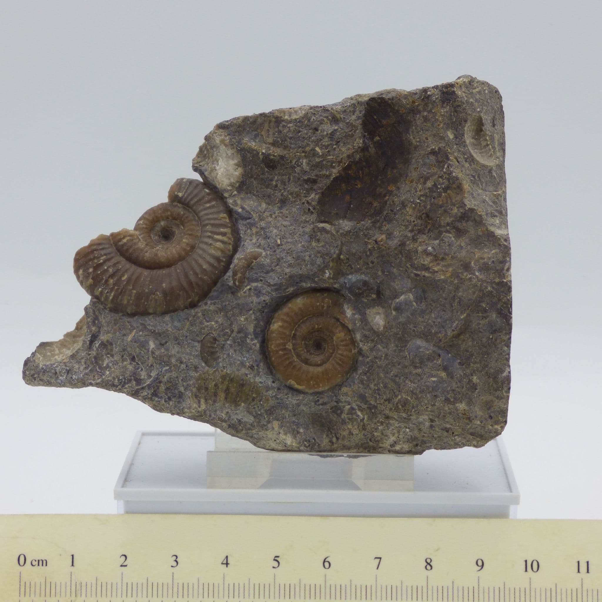 Fossil Ammonites  Dactylioceras Jurassic Skye Scotland