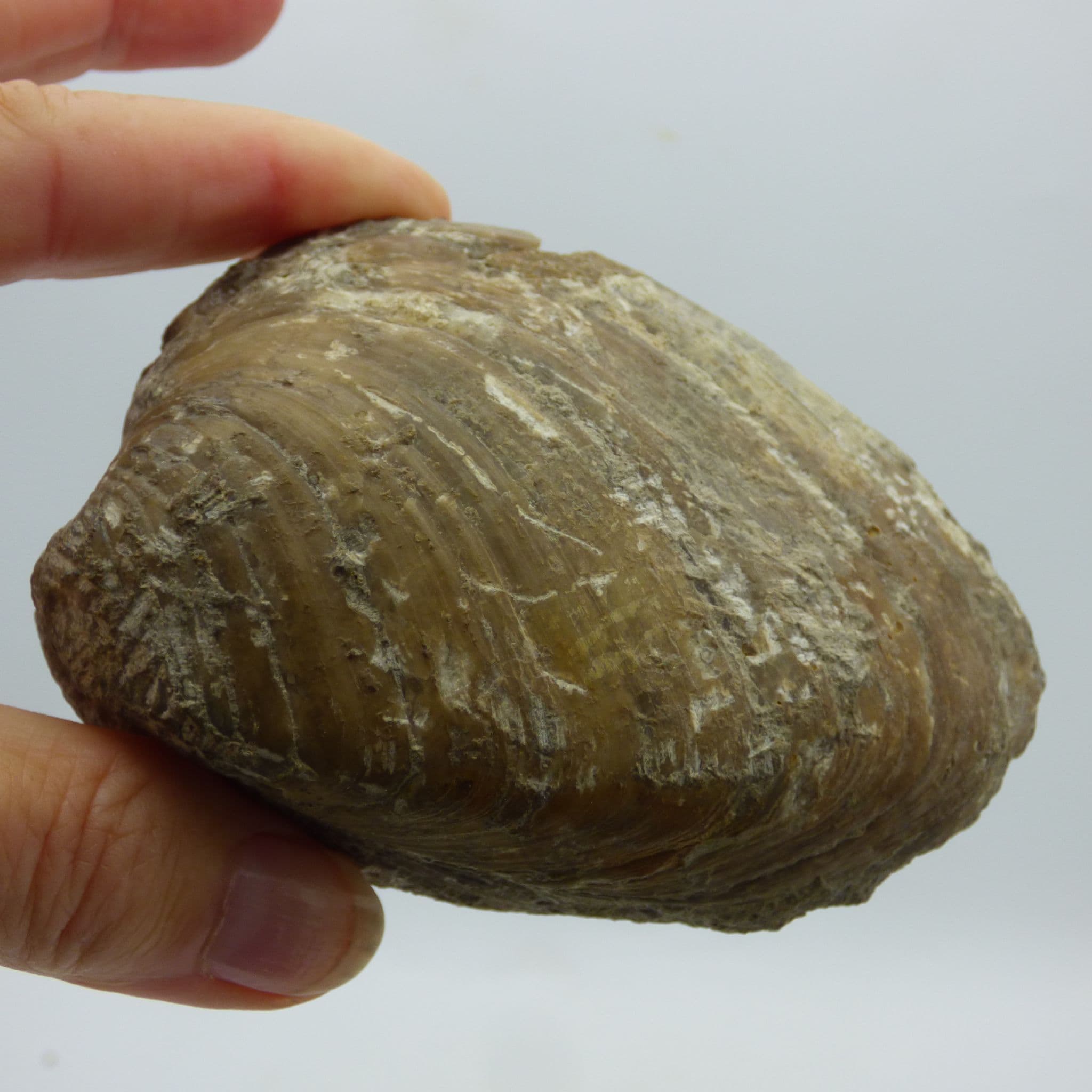 Fossil Bivalve Cardinia Hyrida  Lincolnshire +Display Stand