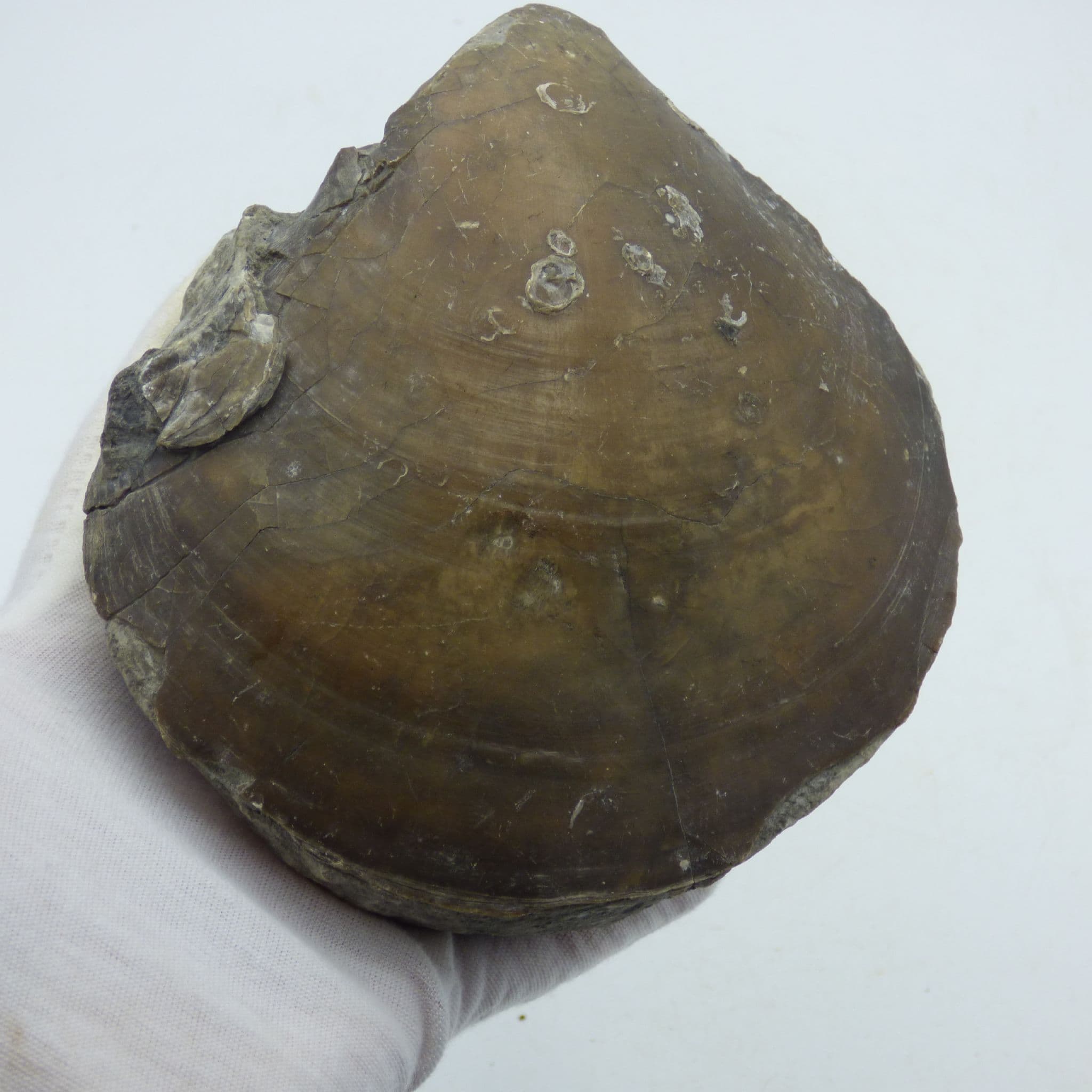 Fossil Bivalve Plagiostoma Giganteum  South Wales -UK+Display Stand