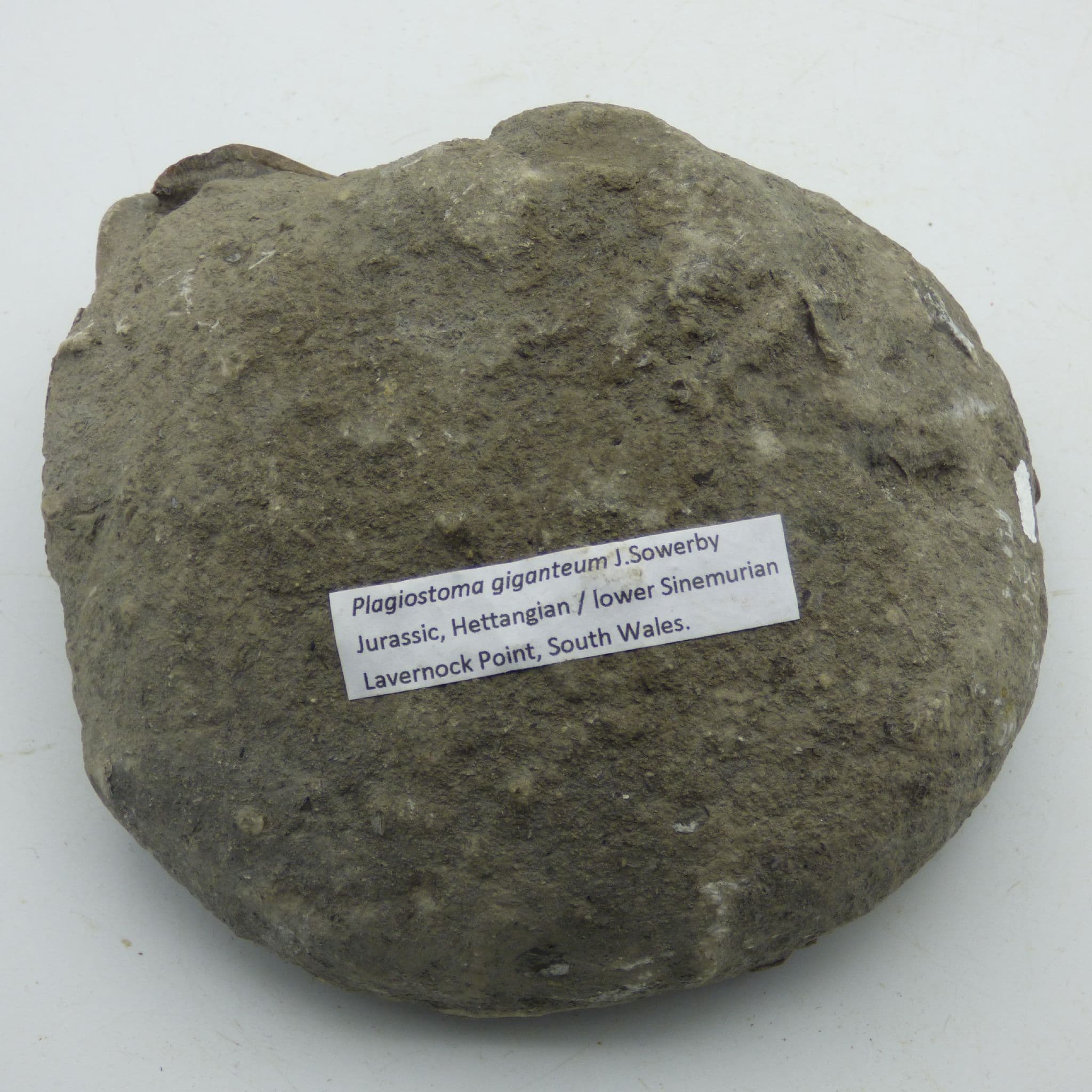 Fossil Bivalve Plagiostoma Giganteum  South Wales -UK+Display Stand