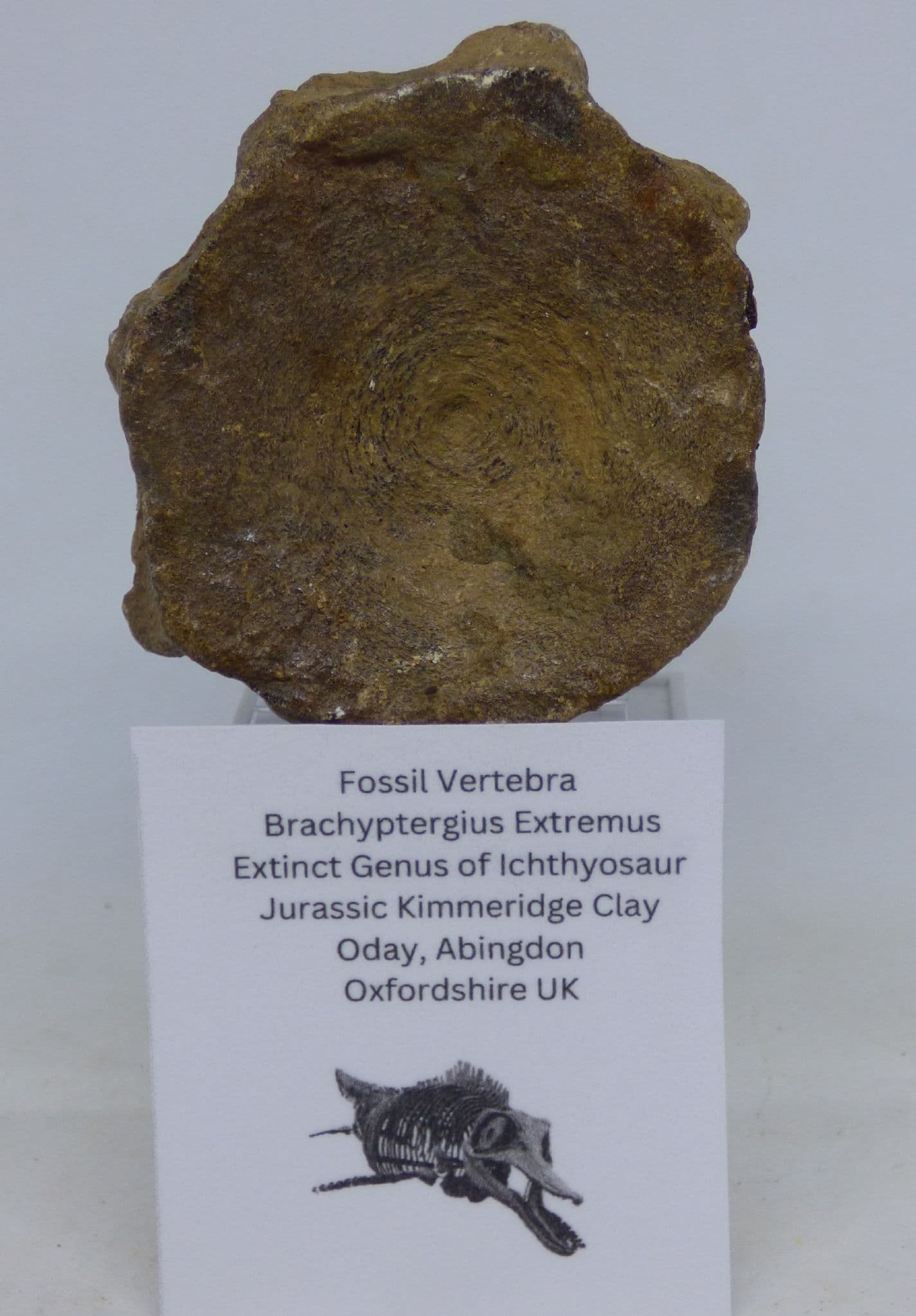 Fossil Brachypterygius Extremius Ichthysosaur Dinosaur  Vertebrae 7.4 to 9 cm