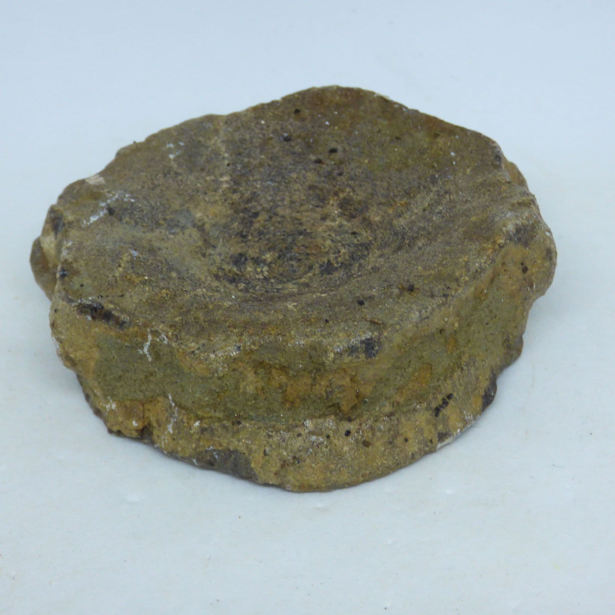 Fossil Brachypterygius Extremius Ichthysosaur Dinosaur  Vertebrae 7.4 to 9 cm