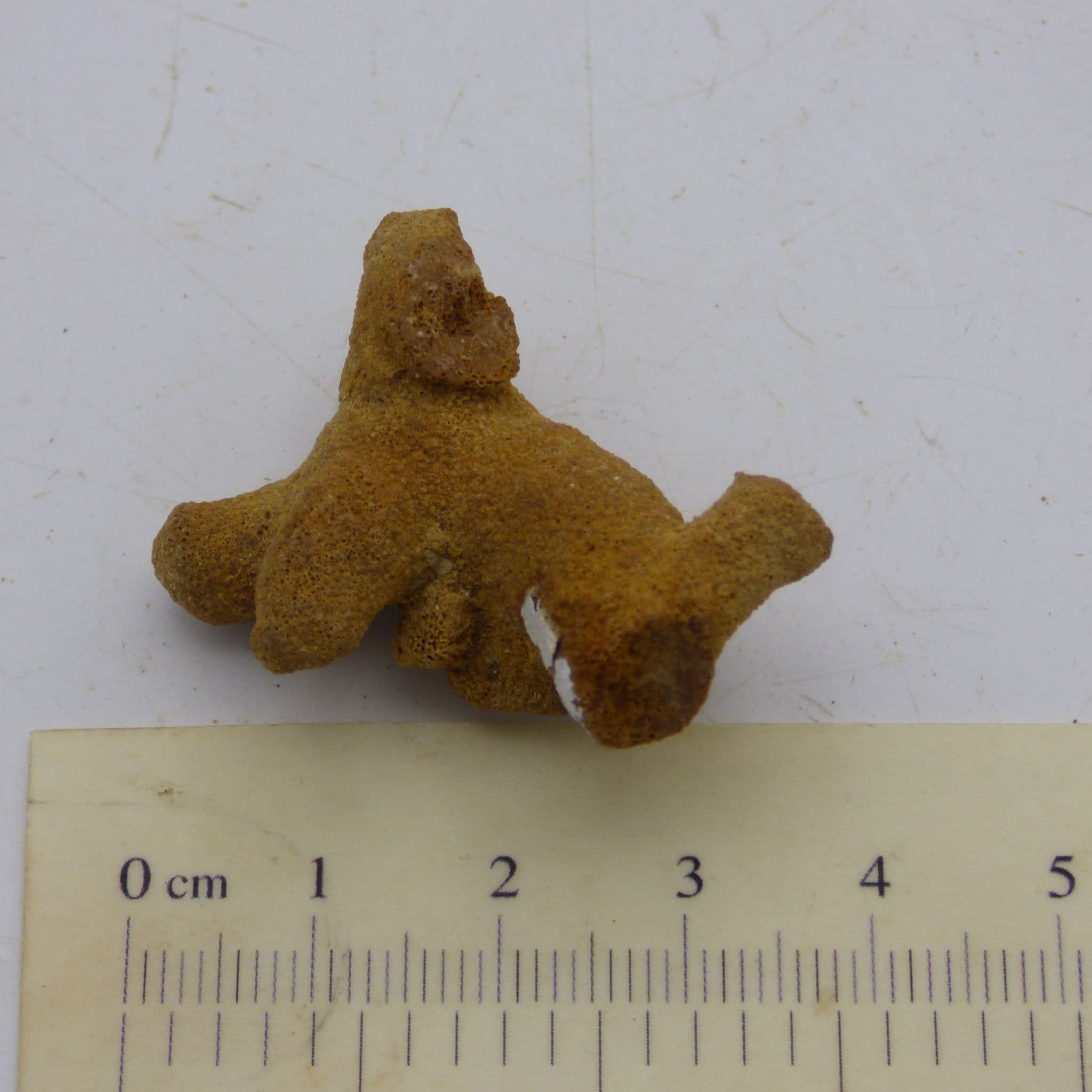 Fossil Bryozoan Coralline Red Crag Suffolk, UK