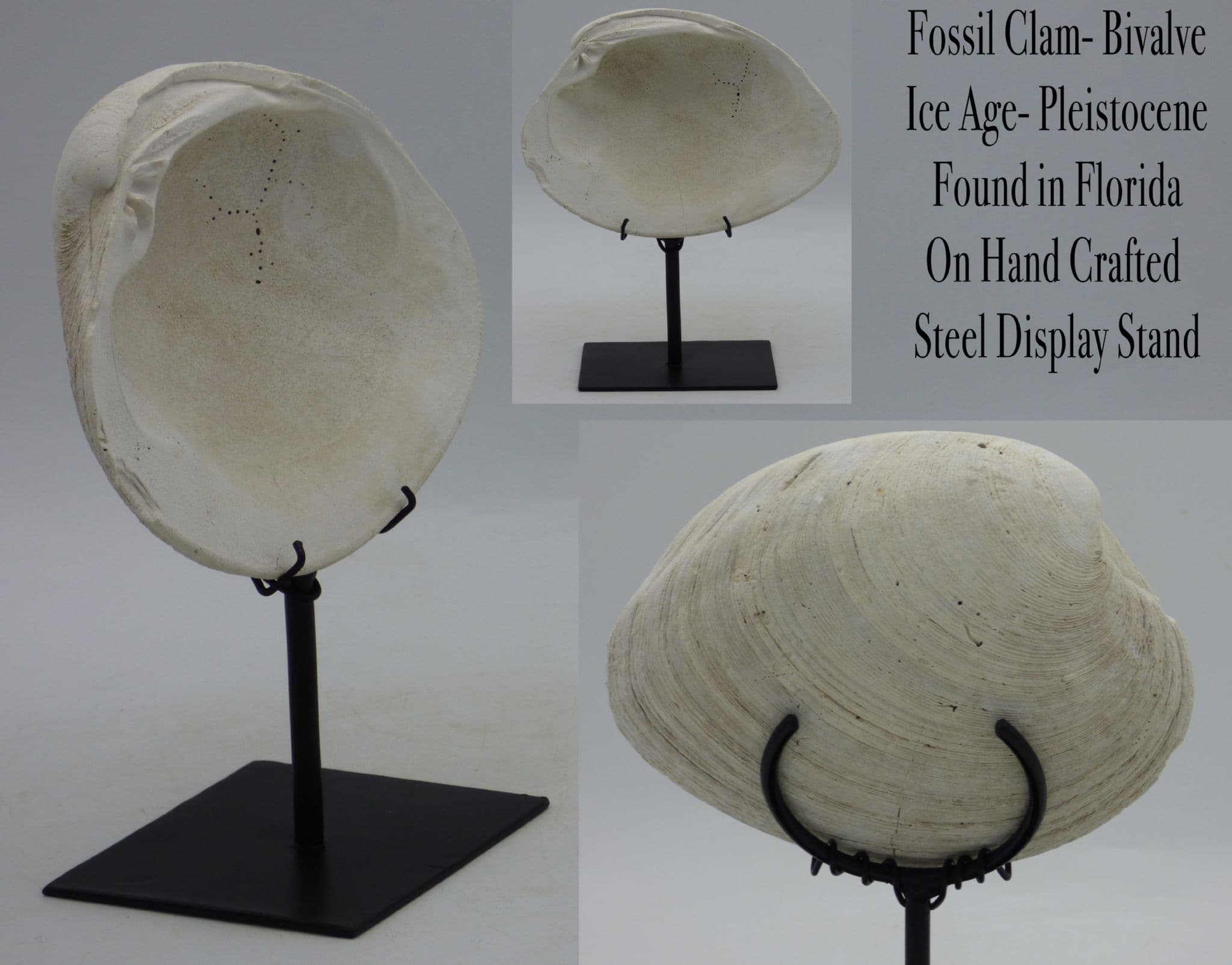 Fossil Clam Bivalve Florida Early Pleistocene Hand Crafted  Steel Display Stand