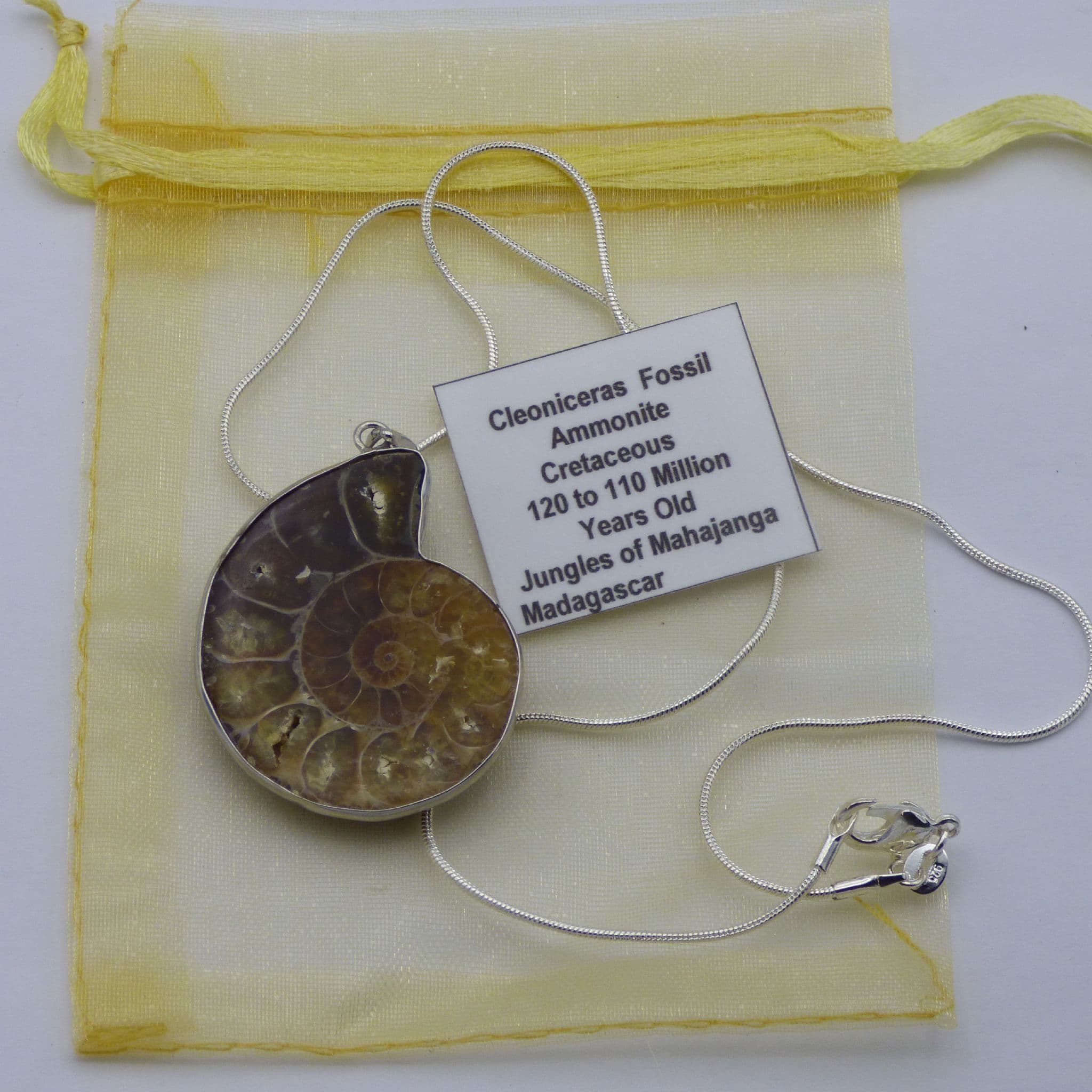 Fossil Cleoniceras Ammonite Half Pendant with Silver Plated Snake Chain + Gift Bag