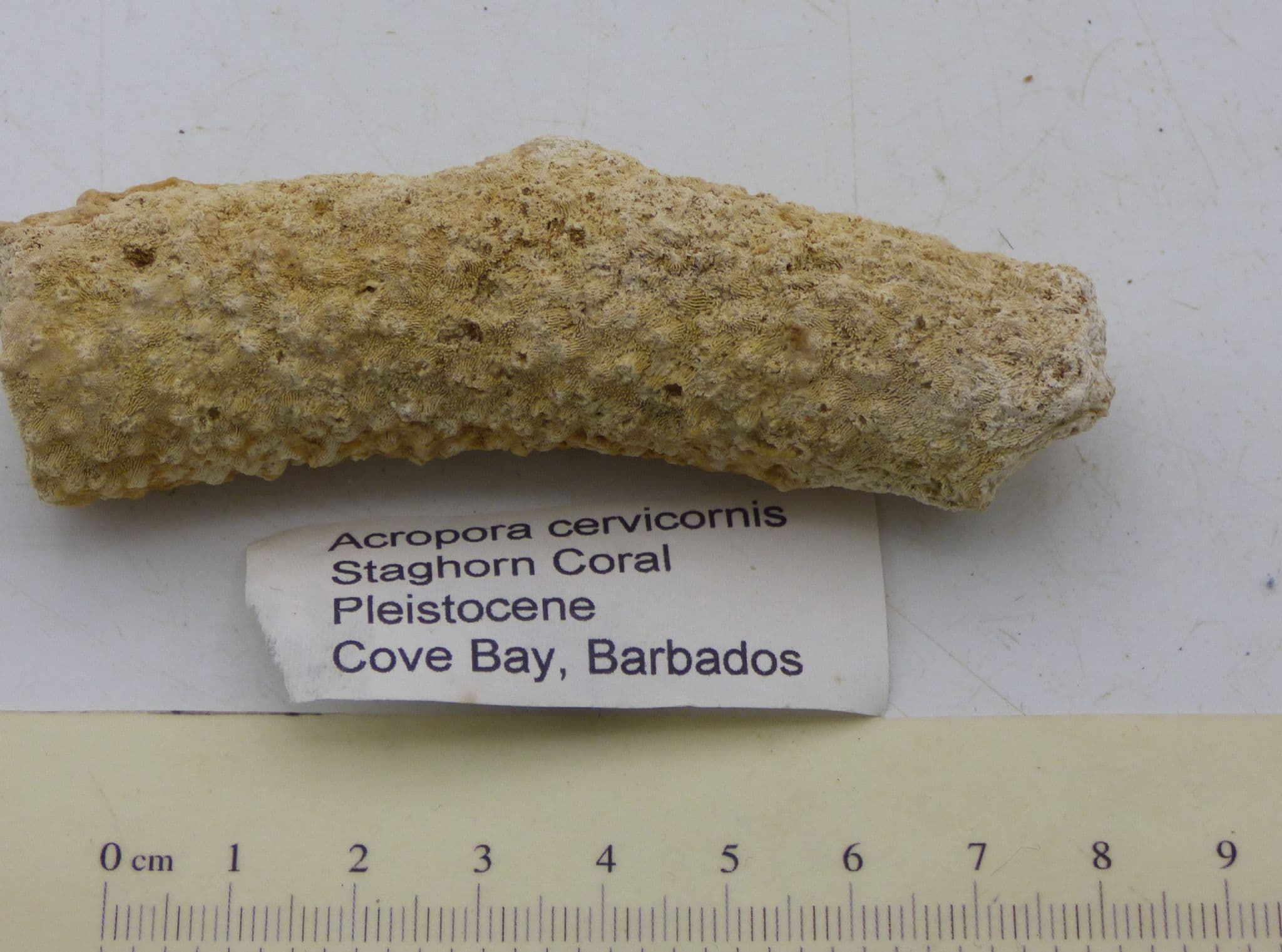 Fossil Coral Acropora Cervicornis Cove Bay Barbados