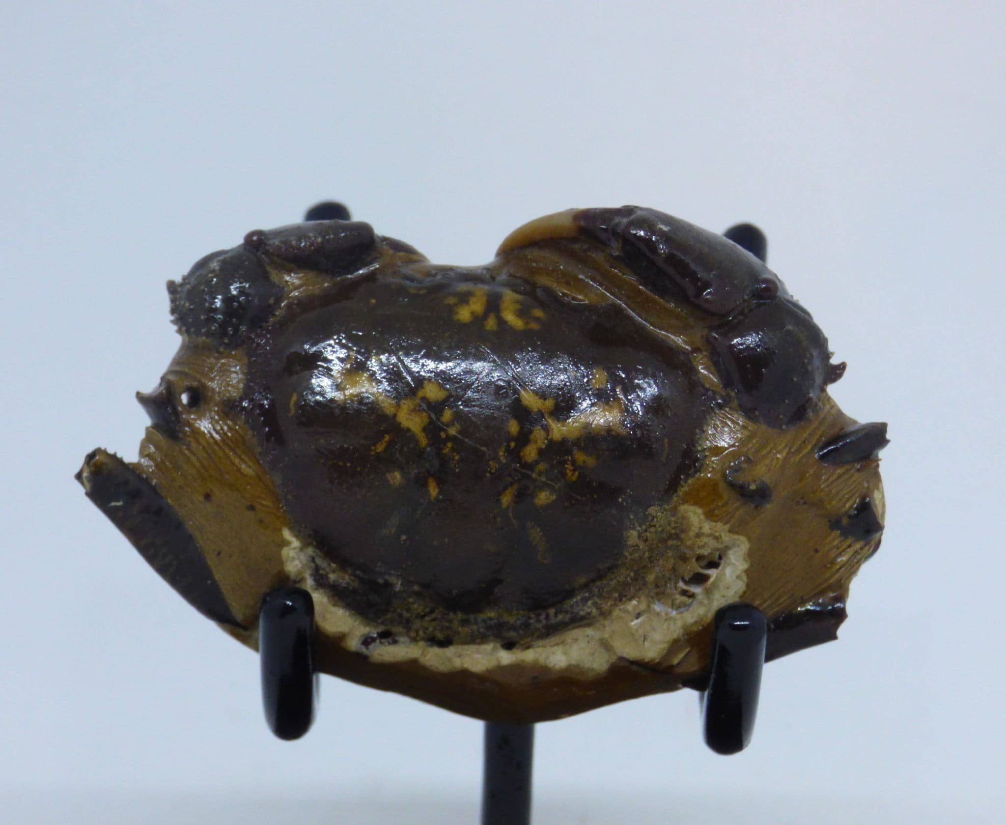 Fossil Crab Indonesia Podopthyclimus