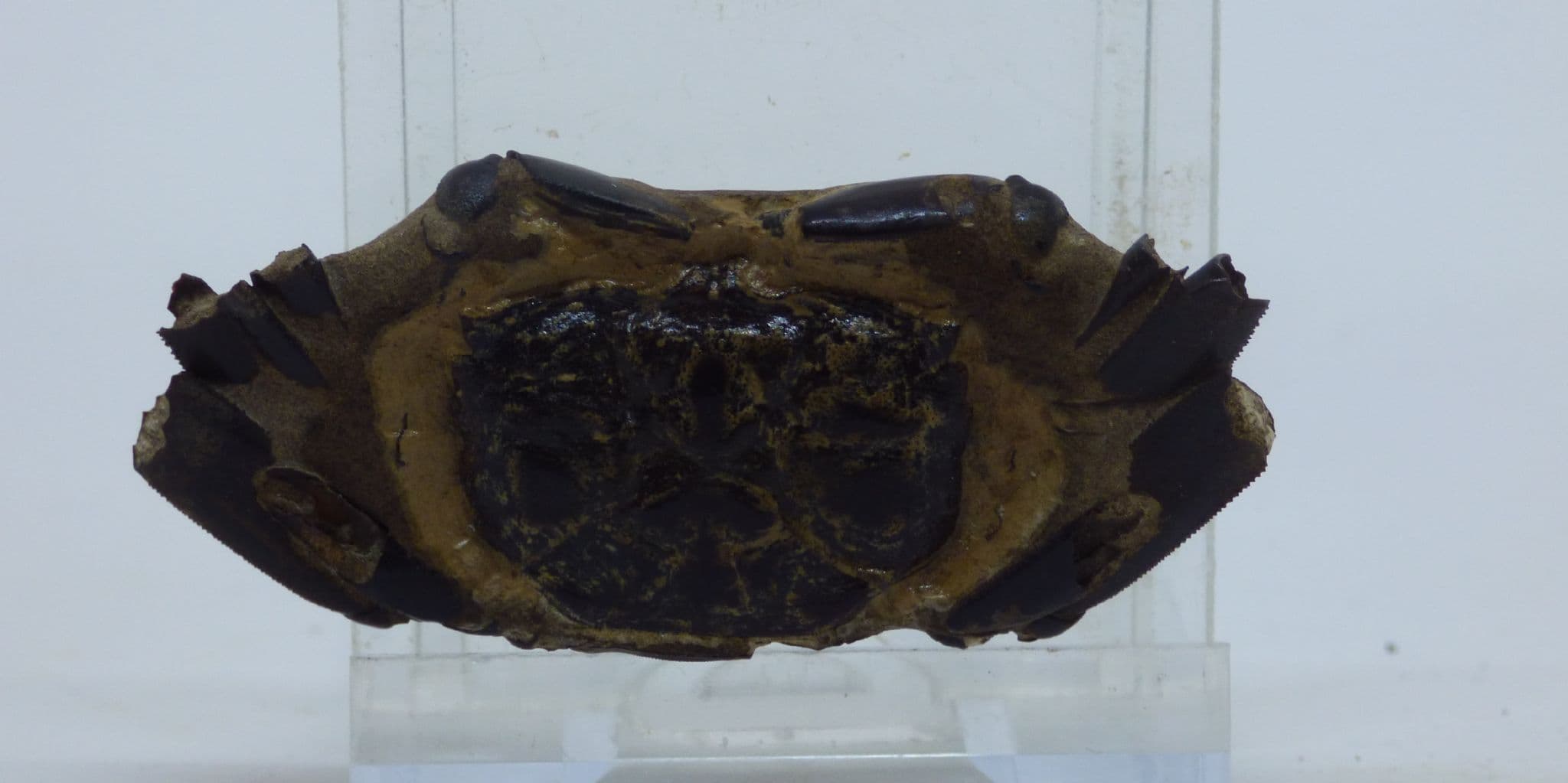 Fossil Crab Macrophthalmus sp. Plio- Pleistocene, Thailand