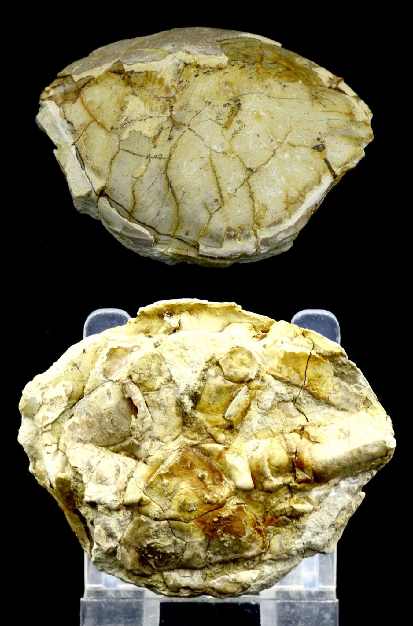 Fossil Crab Zanthopsis Doufouri from Spain