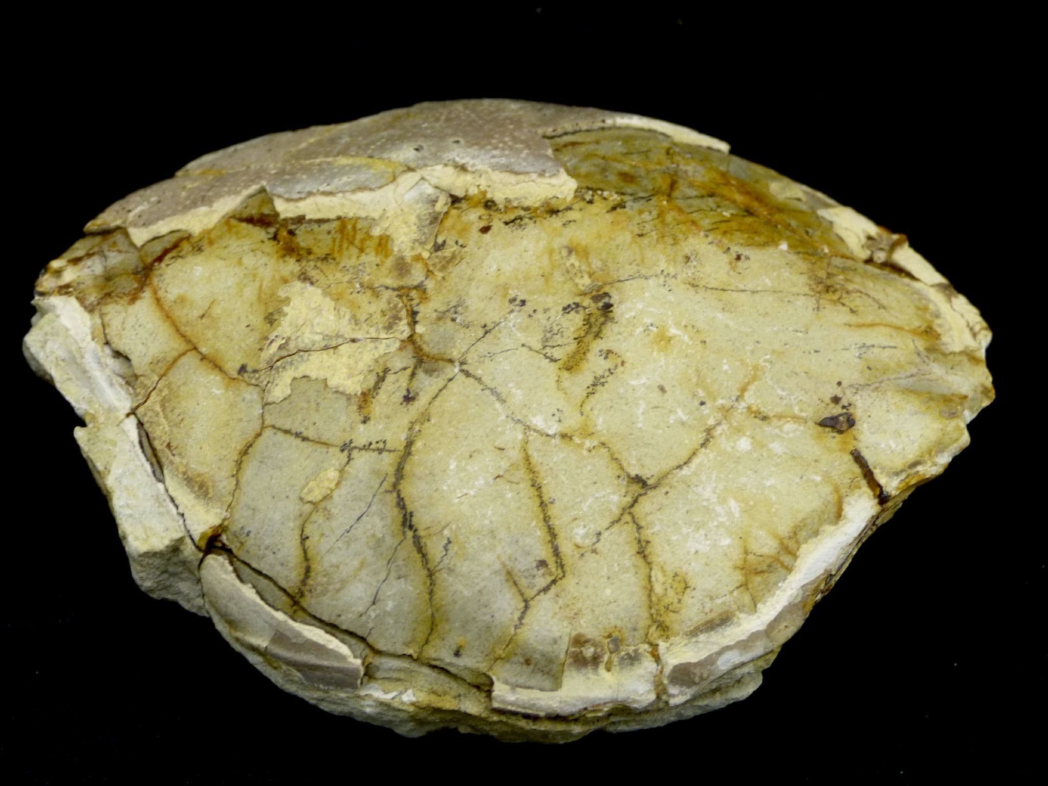 Fossil Crab Zanthopsis Doufouri from Spain