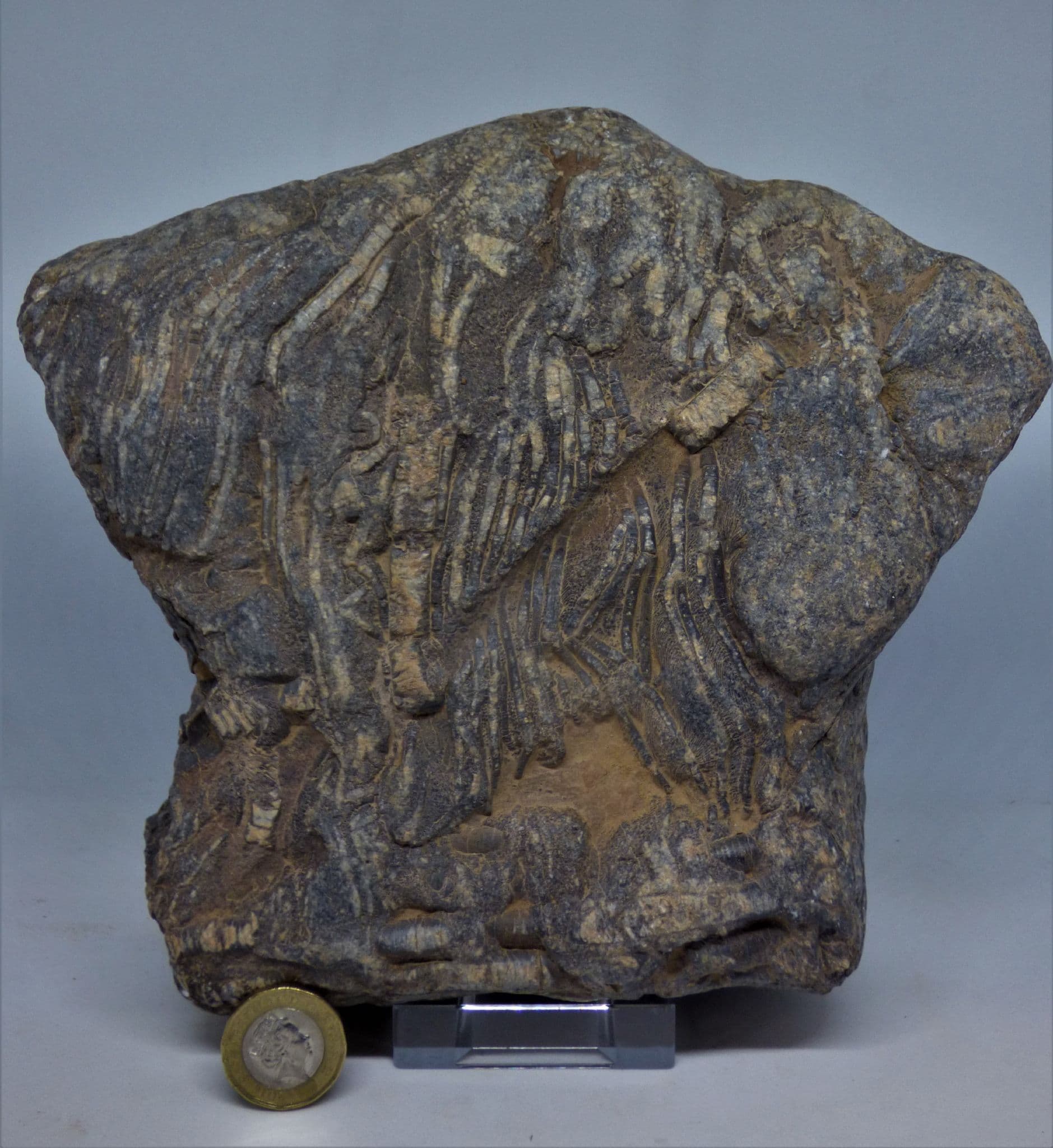 Fossil Crinoid  Scyphiocrinites Elegans  3 kg from the Silurian.