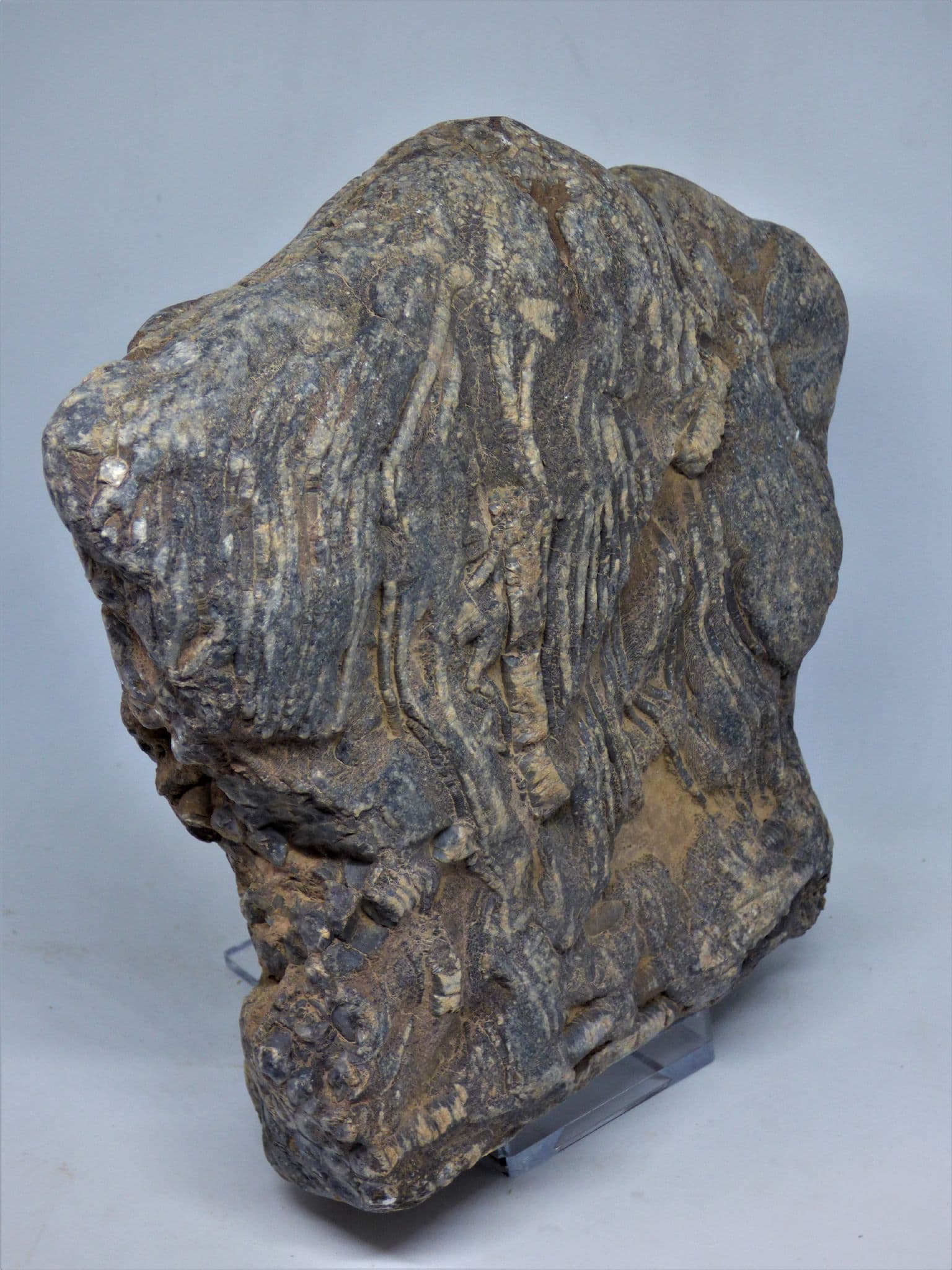 Fossil Crinoid  Scyphiocrinites Elegans  3 kg from the Silurian.