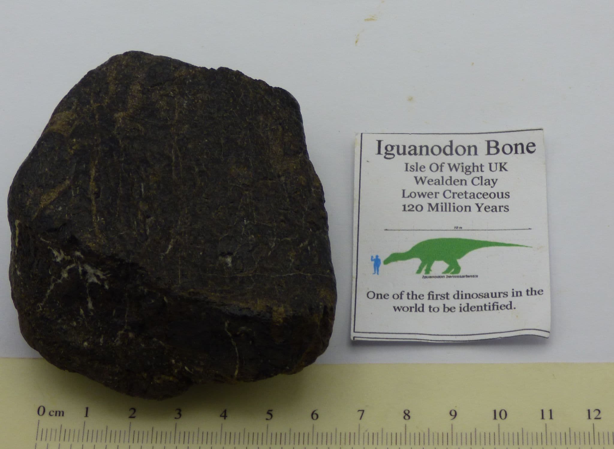 Fossil Dinosaur Bone Iguanodon Isle of Wight UK + Stand