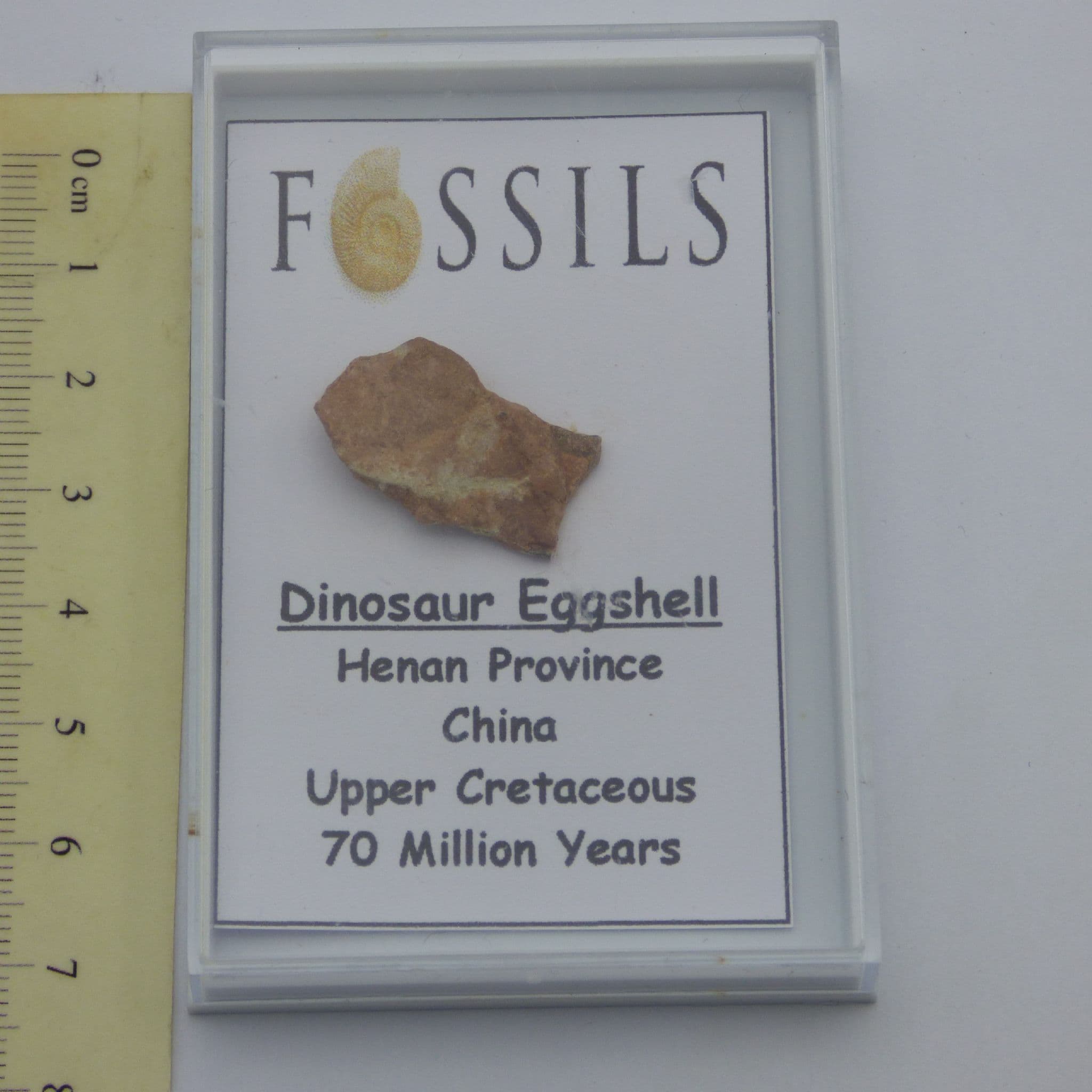 Fossil Dinosaur Eggshell Cretaceous Henan Province China