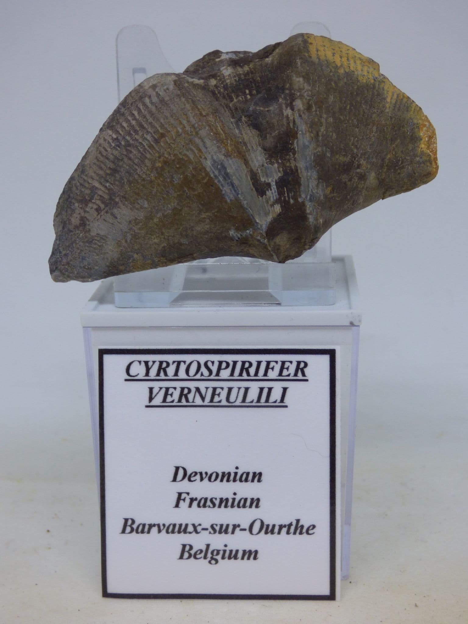 Fossil Display Brachiopod Crytospirifer Verneulili Belgium