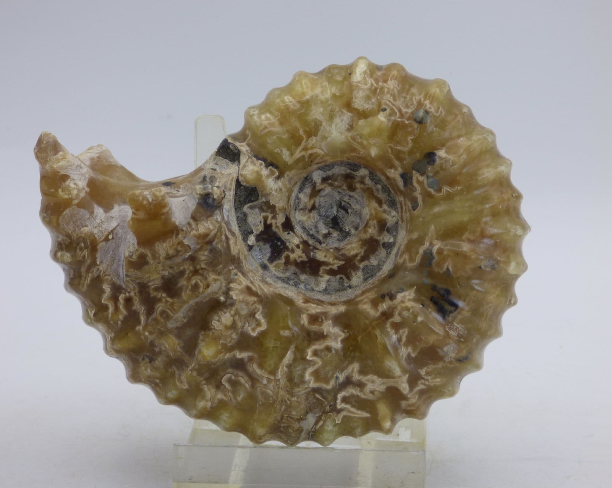 Fossil  Douvilleiceras Ammonite Cretaceous  Display  +Stand