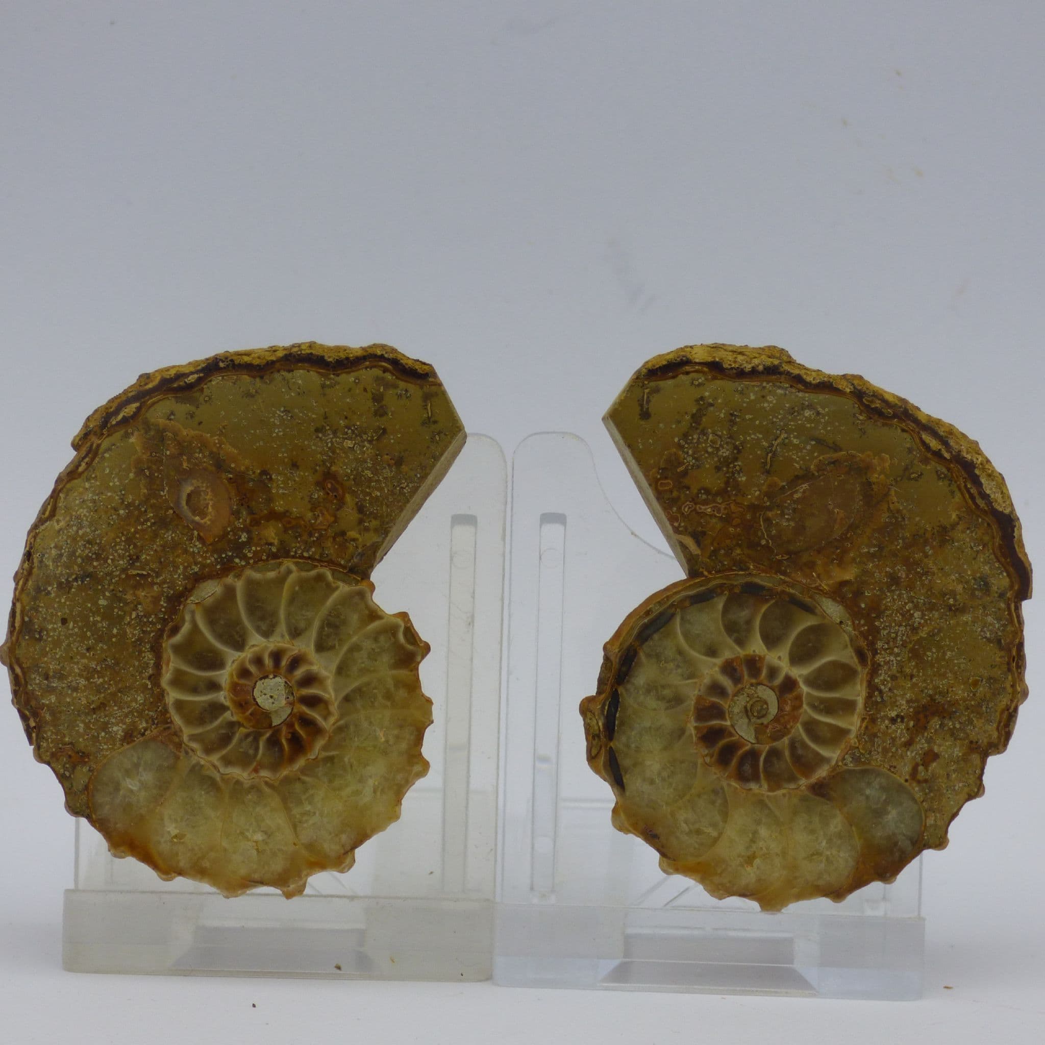 Fossil  Douvilleiceras Ammonite Matching Pair  with Display Stands-