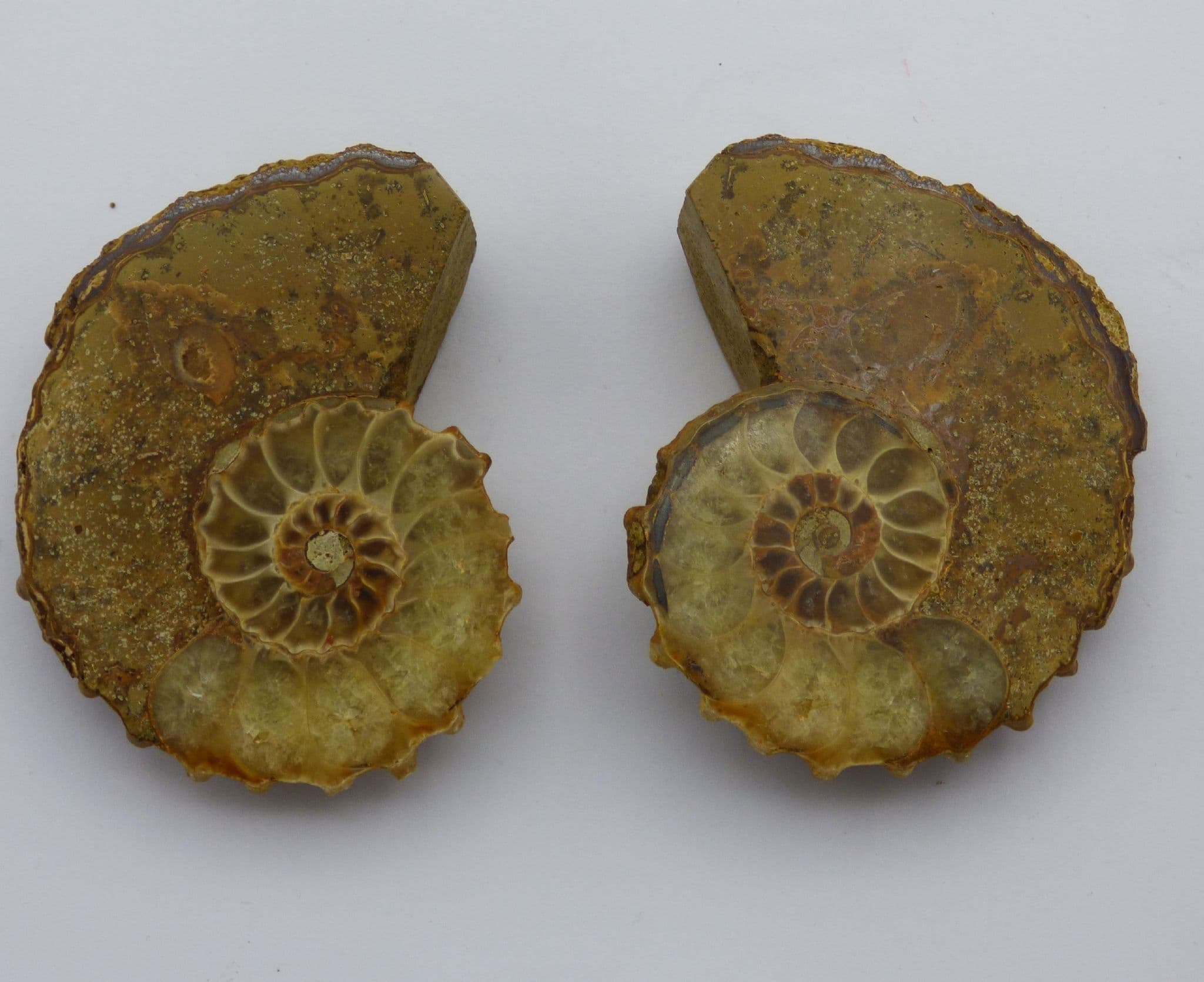 Fossil  Douvilleiceras Ammonite Matching Pair  with Display Stands-