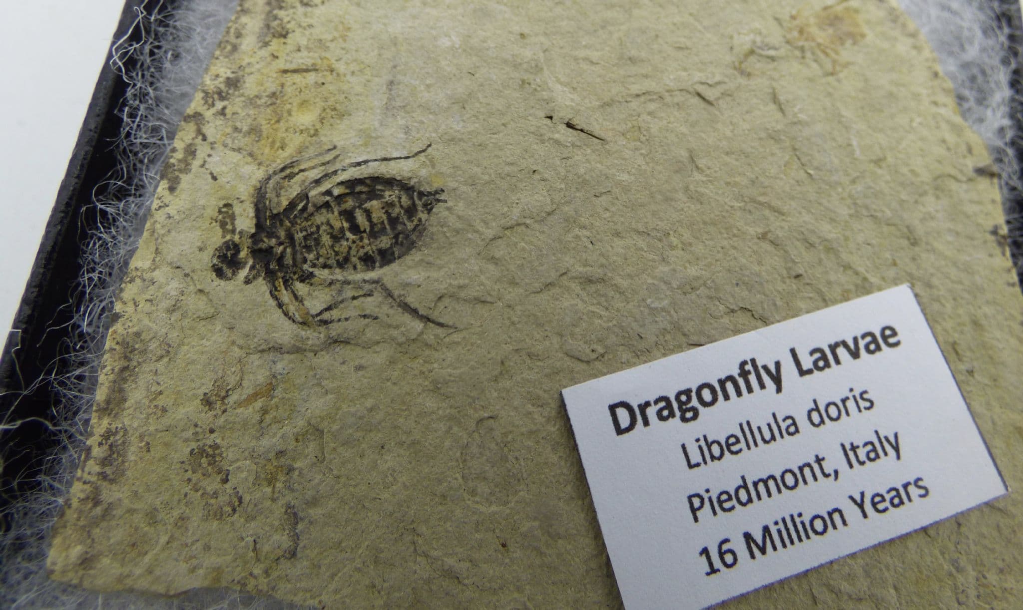 Fossil Dragonfly Libellula Doris  Larvae Miocene Tuscany Italy in Display Box