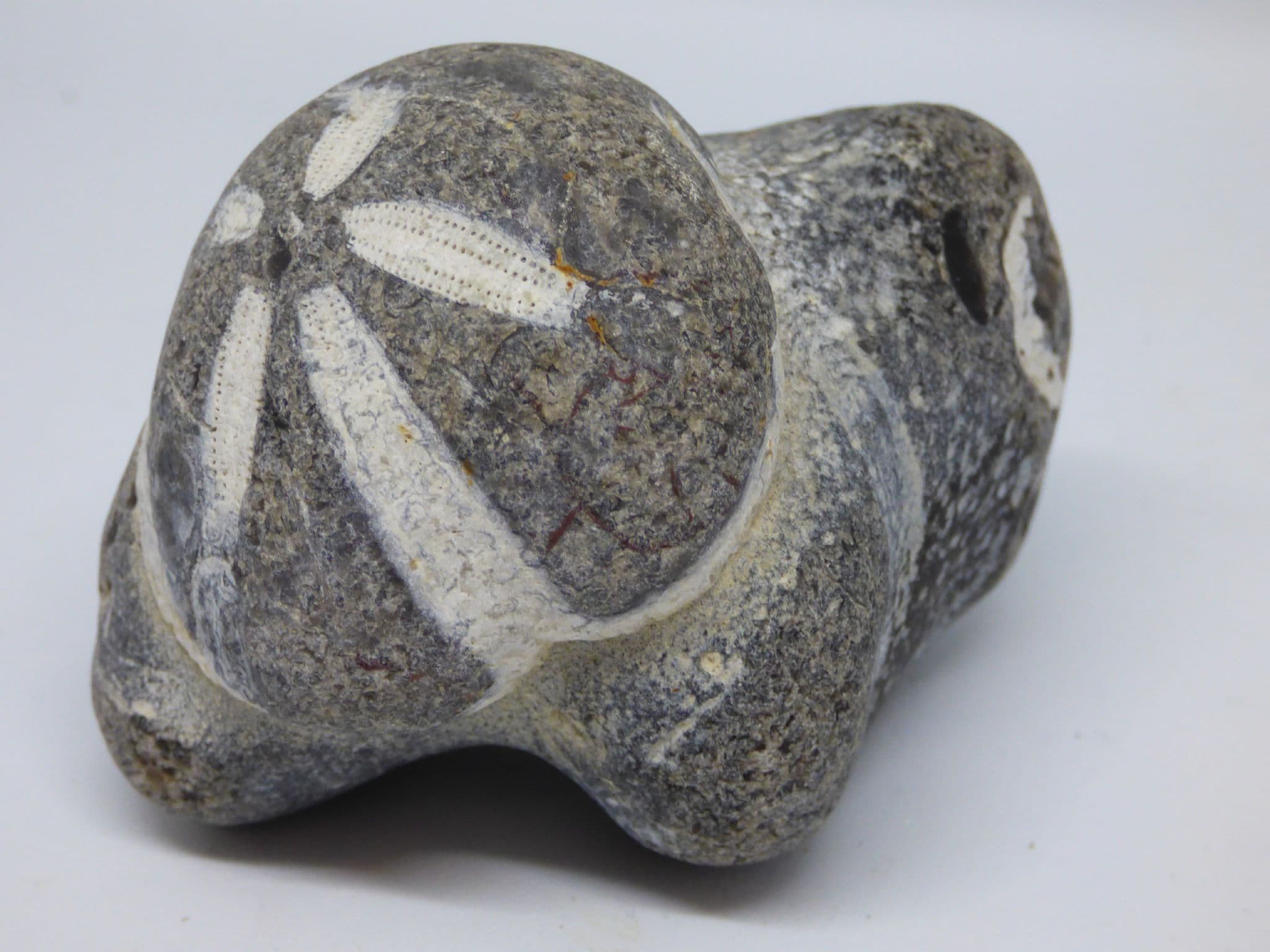 Fossil Echinoid Micraster in Flint Stone  Folklore Heart Stone