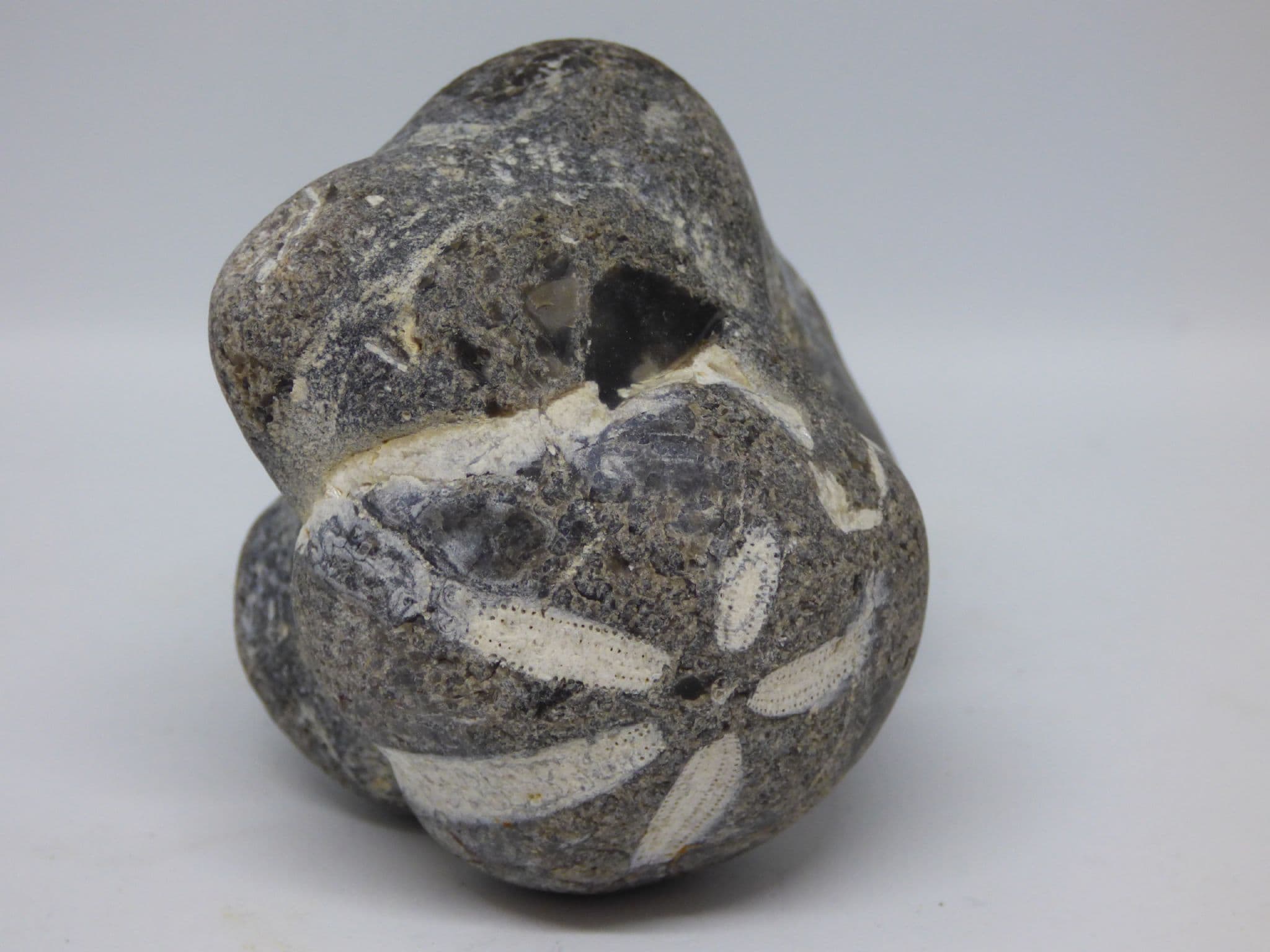 Fossil Echinoid Micraster in Flint Stone  Folklore Heart Stone