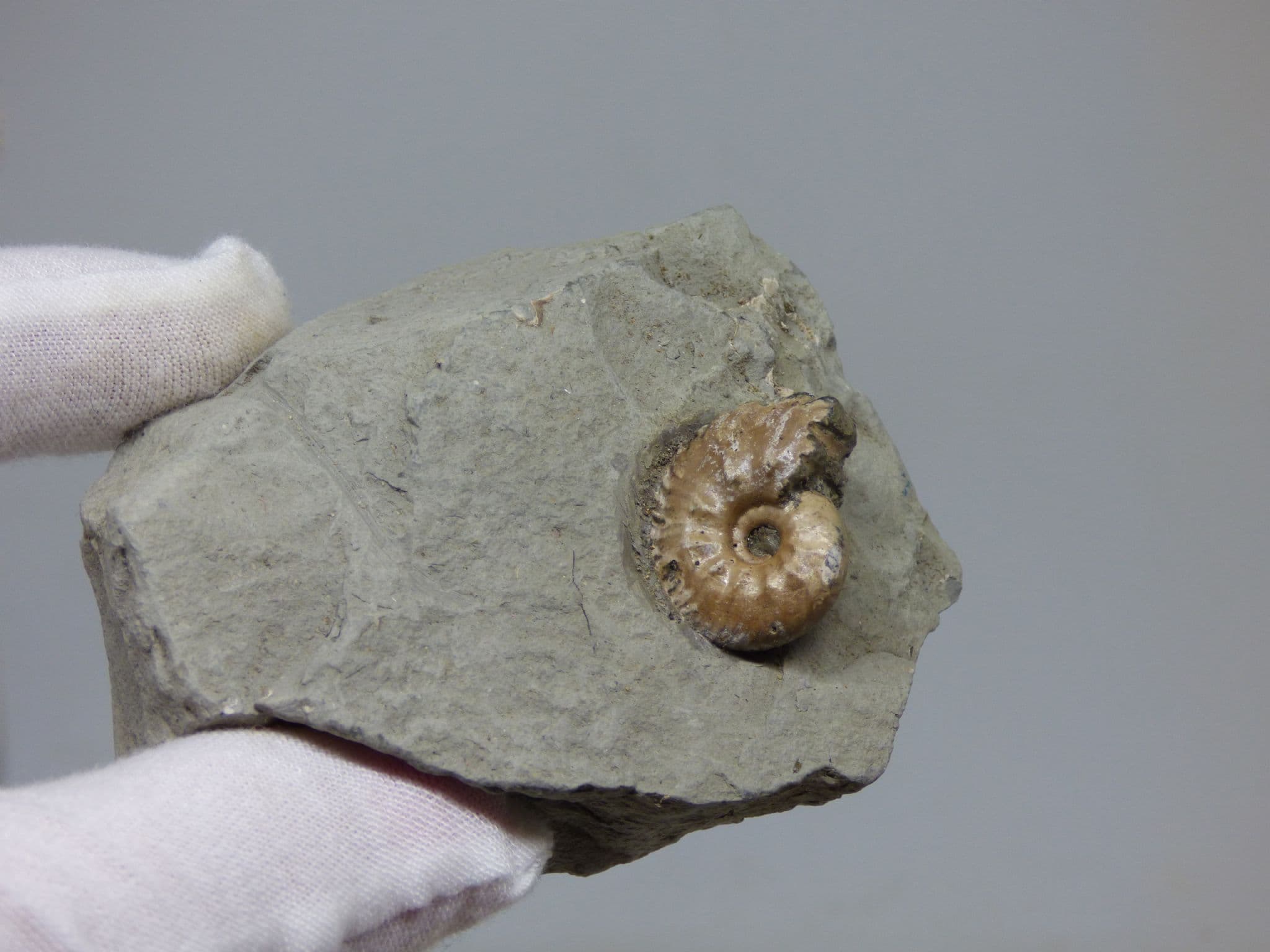 Fossil Euhoplites with a small display stand