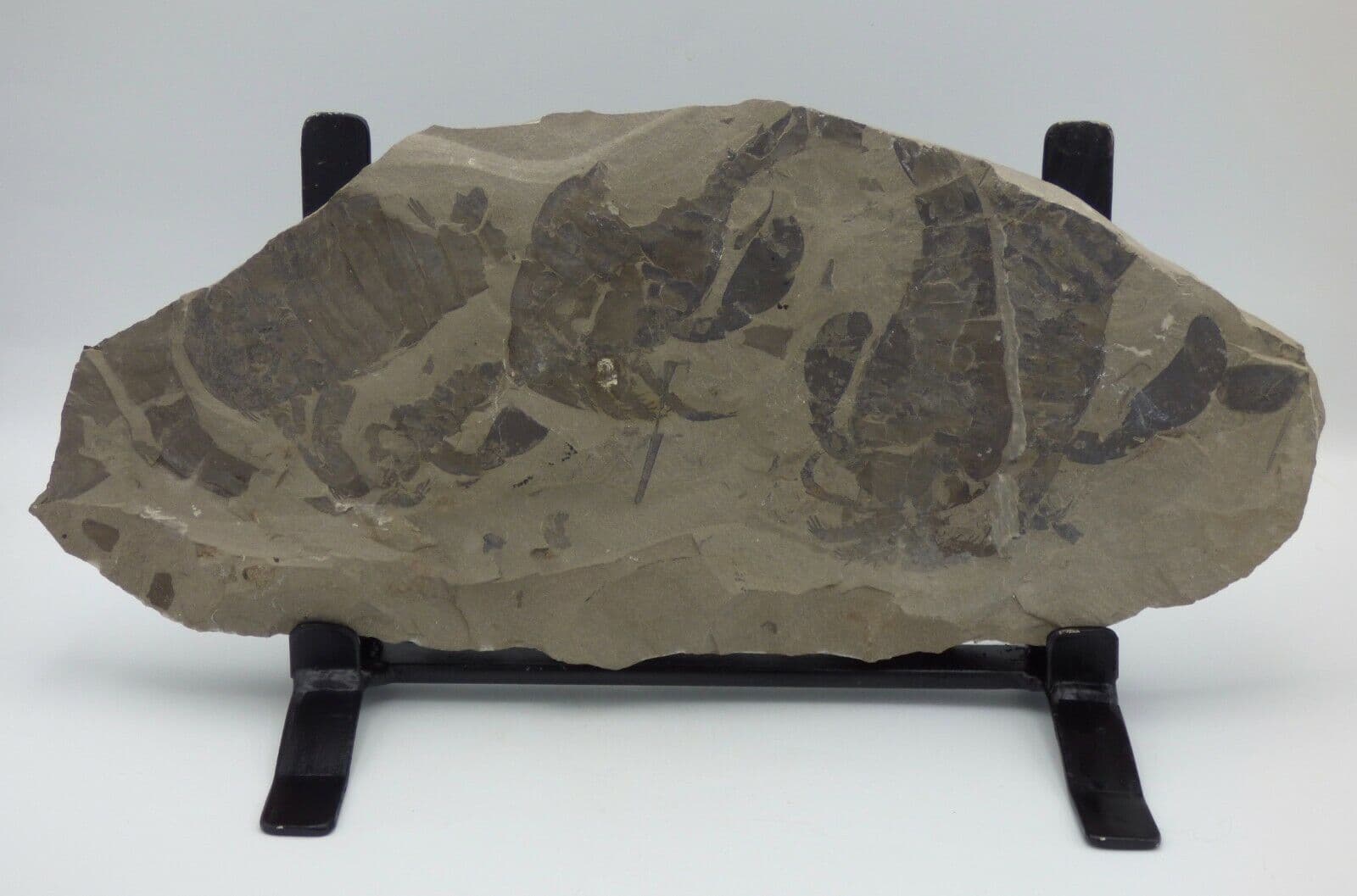 Fossil Eurypterids Sea Scorpion Group  New York 400 MYO  Crafted Steel  Stand