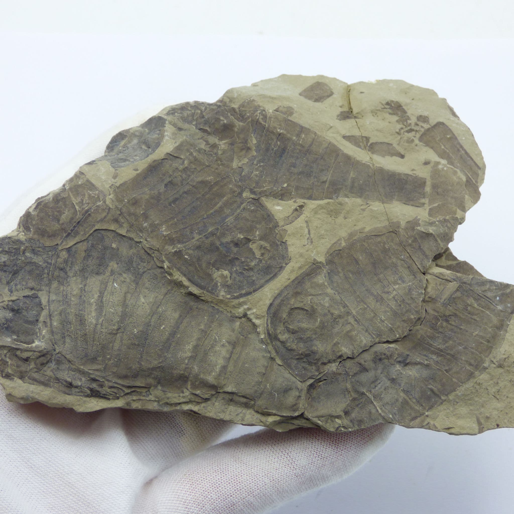 Fossil Eurypterids Sea Scorpion Group Ukraine