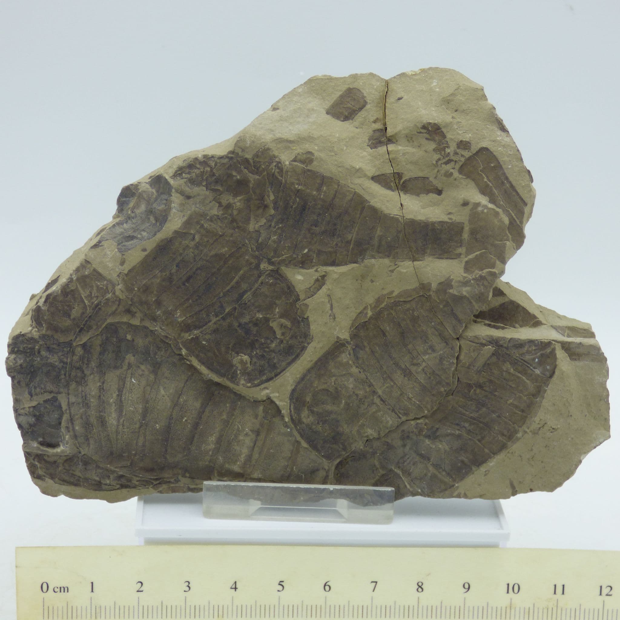 Fossil Eurypterids Sea Scorpion Group Ukraine