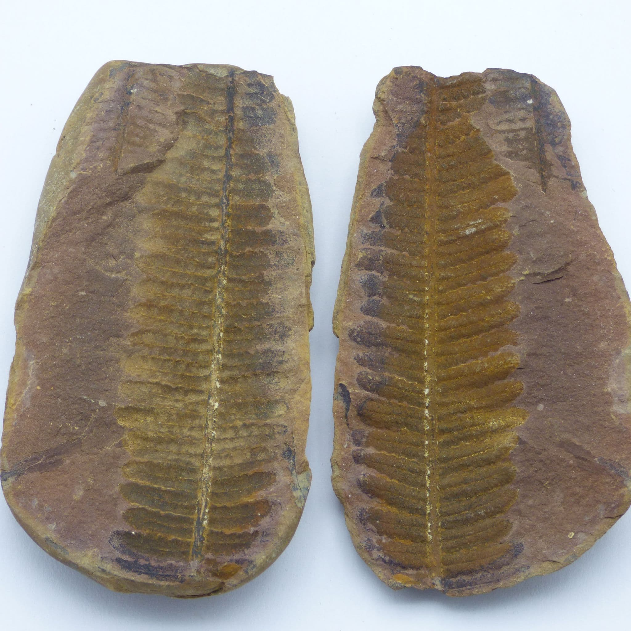 Fossil Fern Nodule Positive and Negative Carboniferous Pennsylvanian