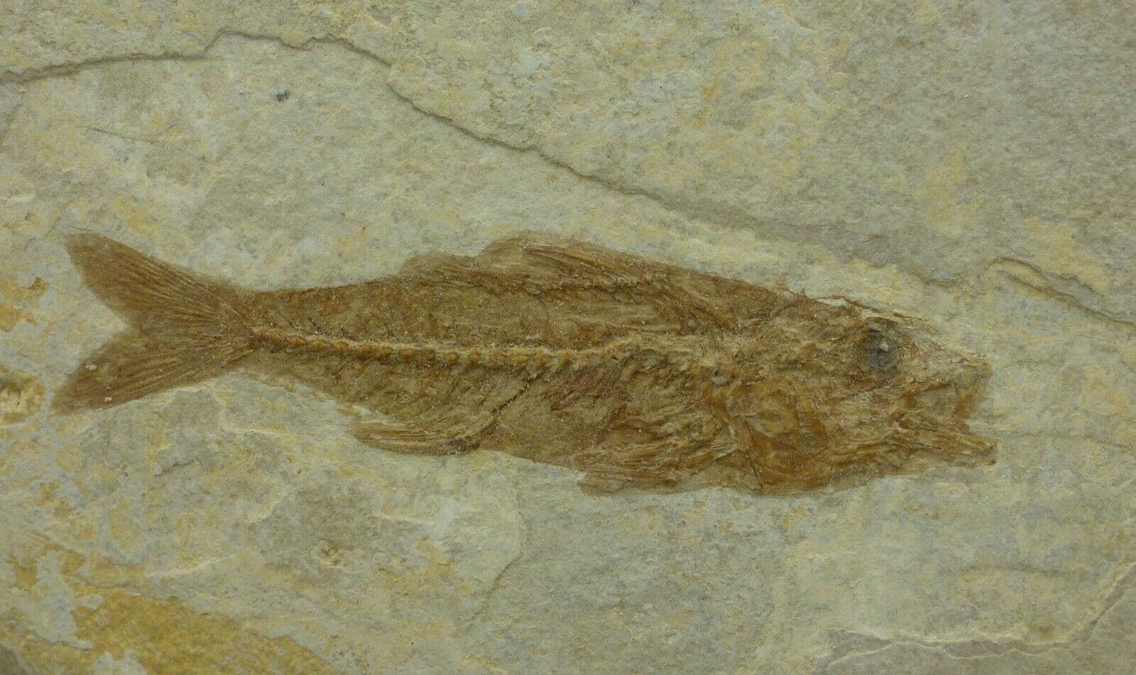 Fossil Fish Dapalis  Macrurus  France Finely Detailed France 30 - 35  MYO+ Stand