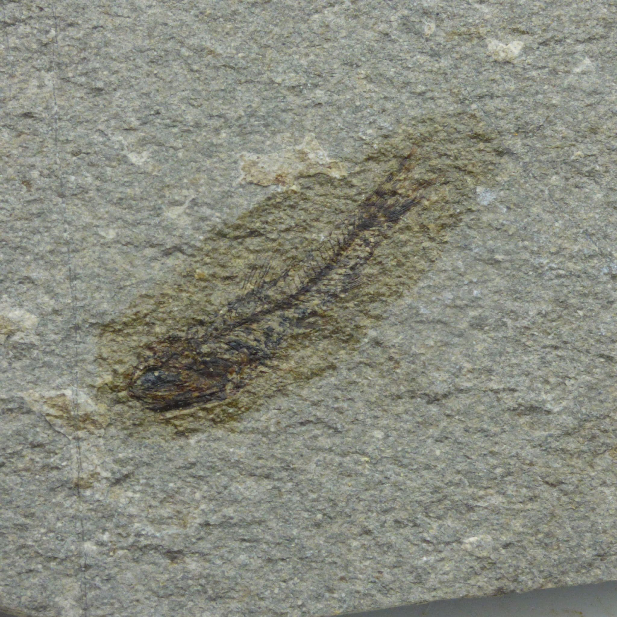 Fossil Fish Eomyctophum Menveri Oligocene Poland