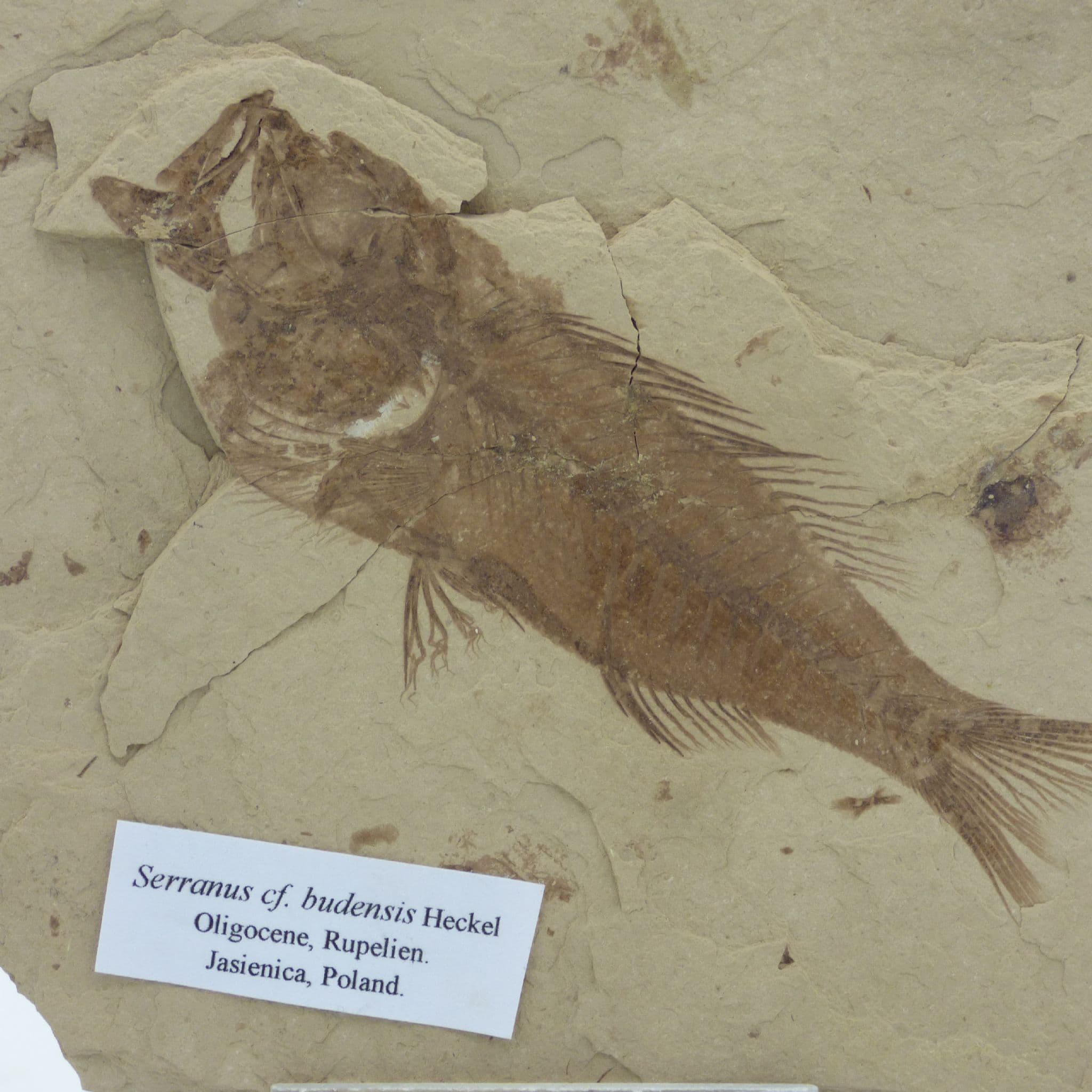 Fossil Fish Poland Serranus Budensis  Oligocene Poland