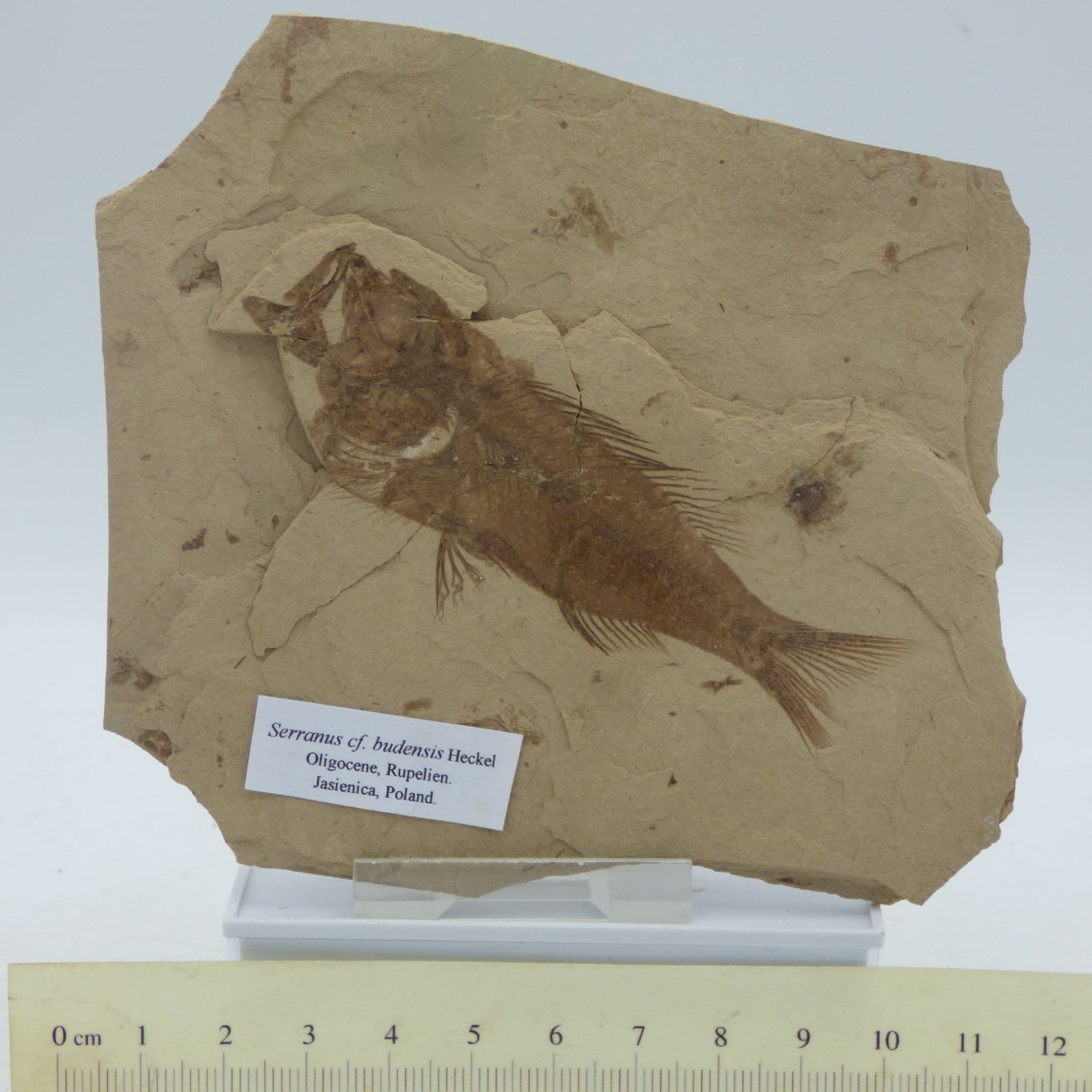 Fossil Fish Poland Serranus Budensis  Oligocene Poland