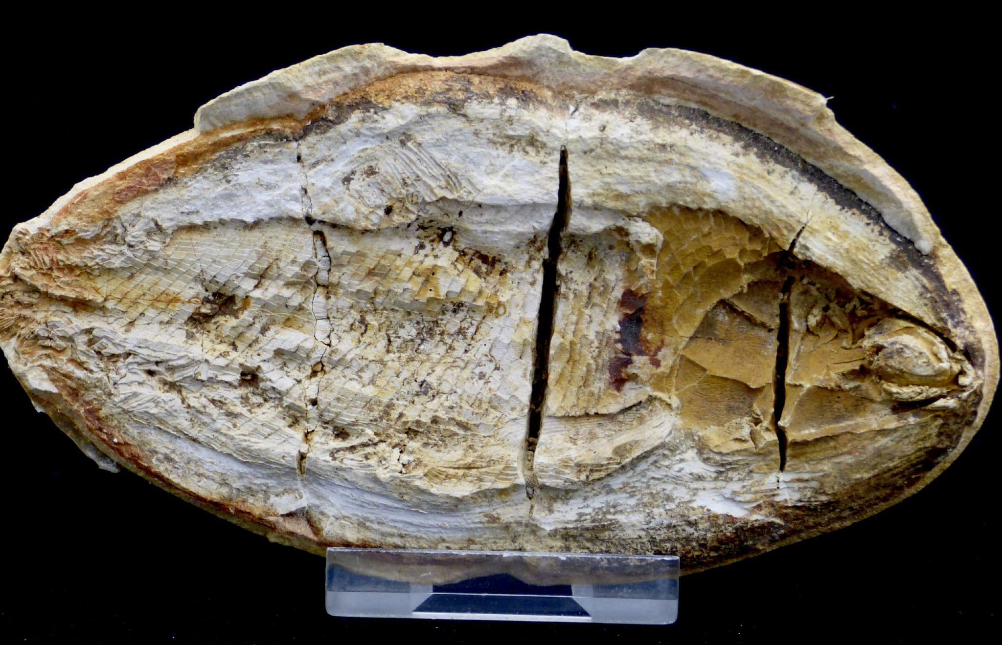 Fossil Fish Pteronisculus Cicatrosus