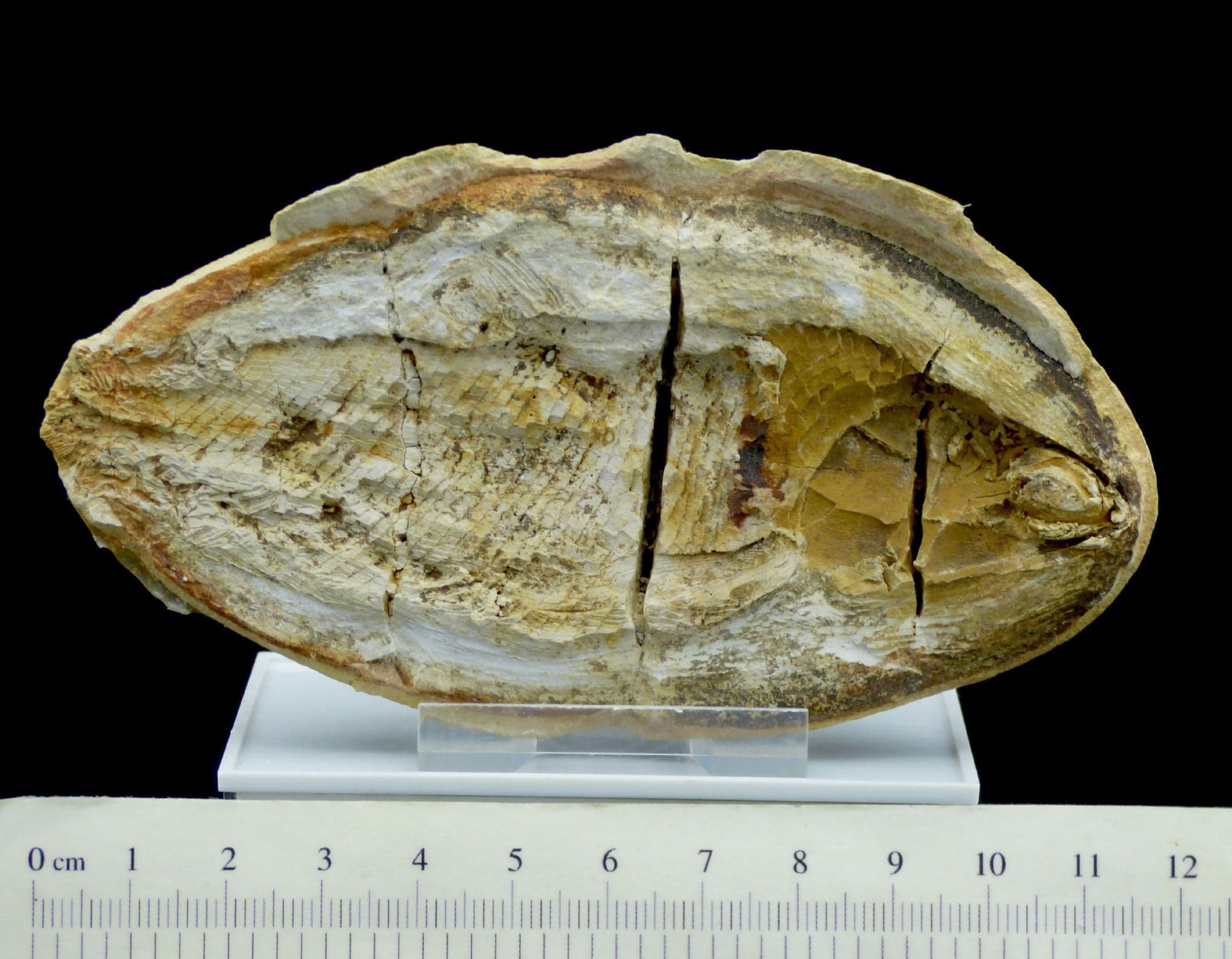 Fossil Fish Pteronisculus Cicatrosus